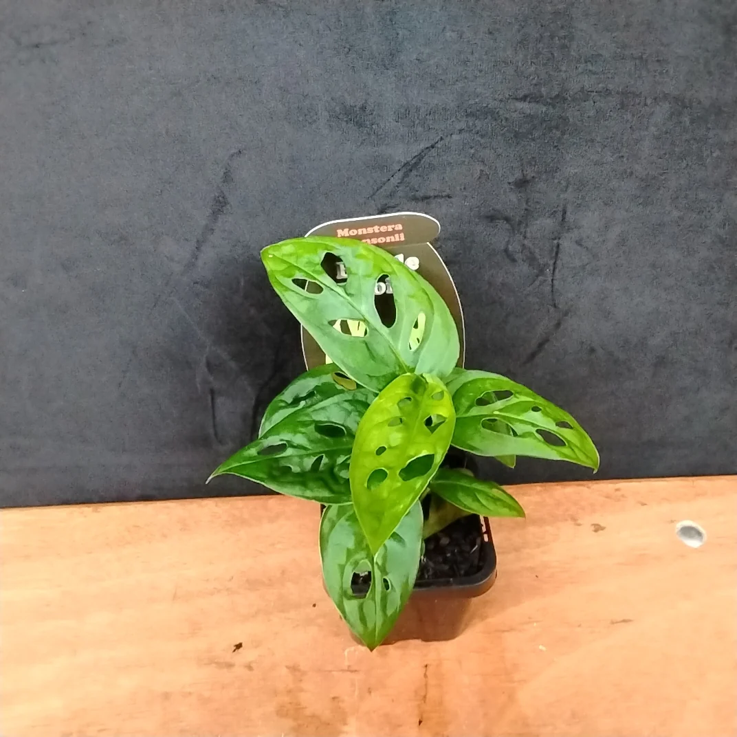 Monstera adansonii - Image 3