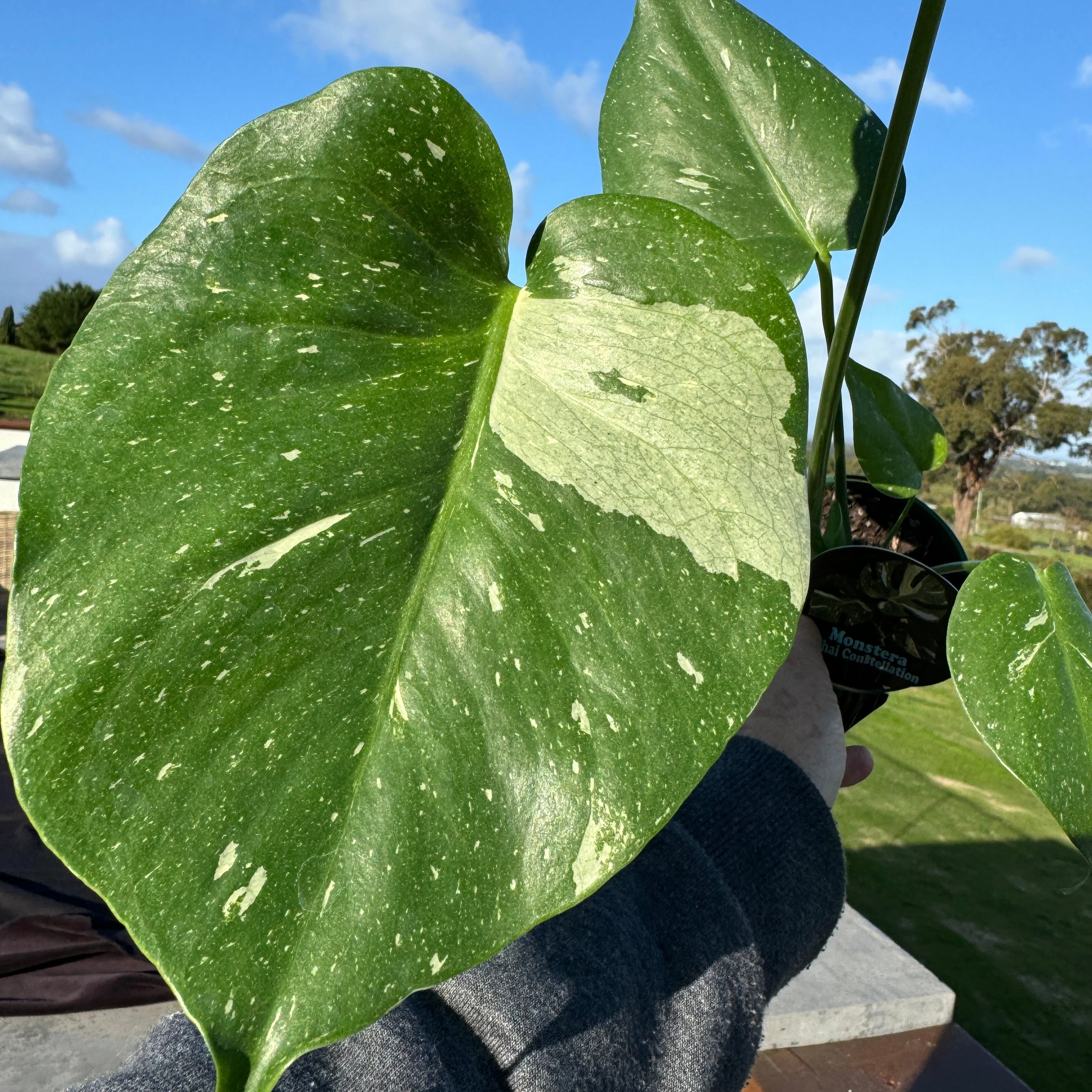 Monstera deliciosa 'Thai Constellation' - The Variegated Monstera - Image 10