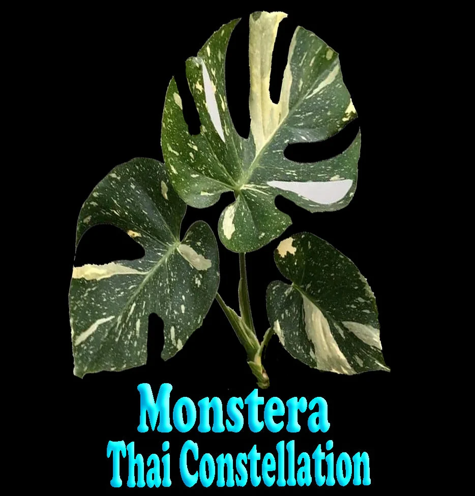 Monstera deliciosa 'Thai Constellation' - The Variegated Monstera - Image 11