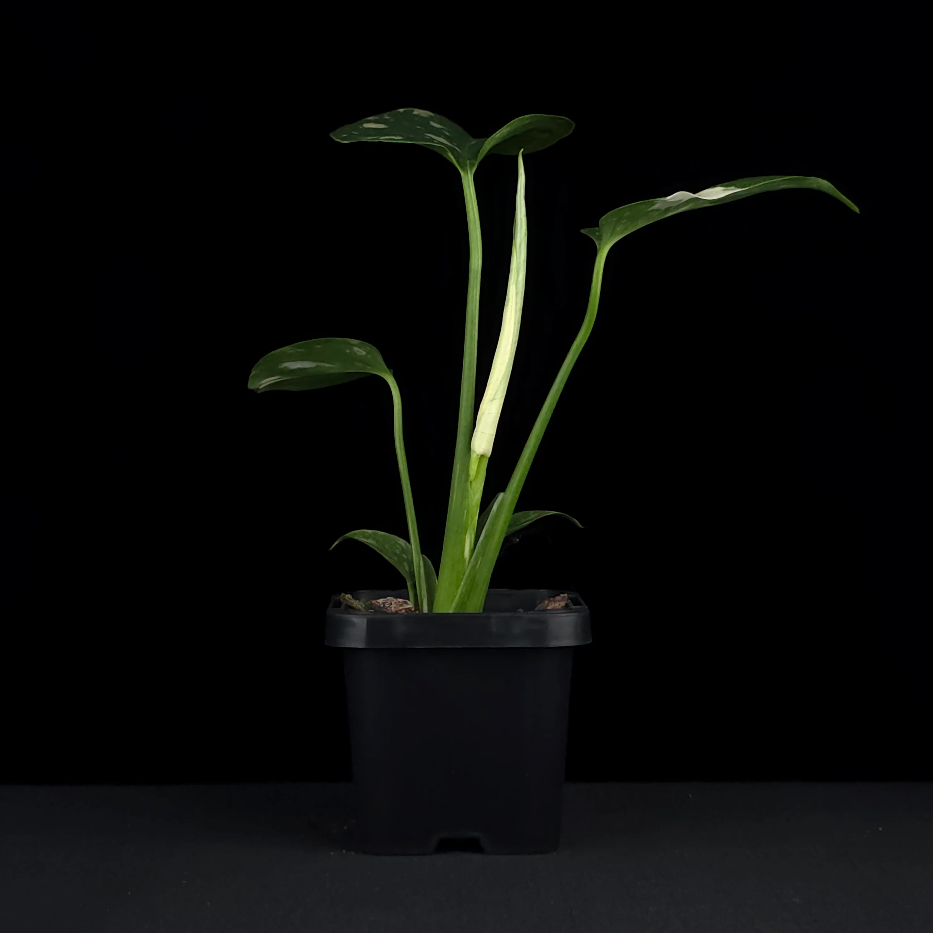Monstera deliciosa 'Thai Constellation' - The Variegated Monstera - Image 3