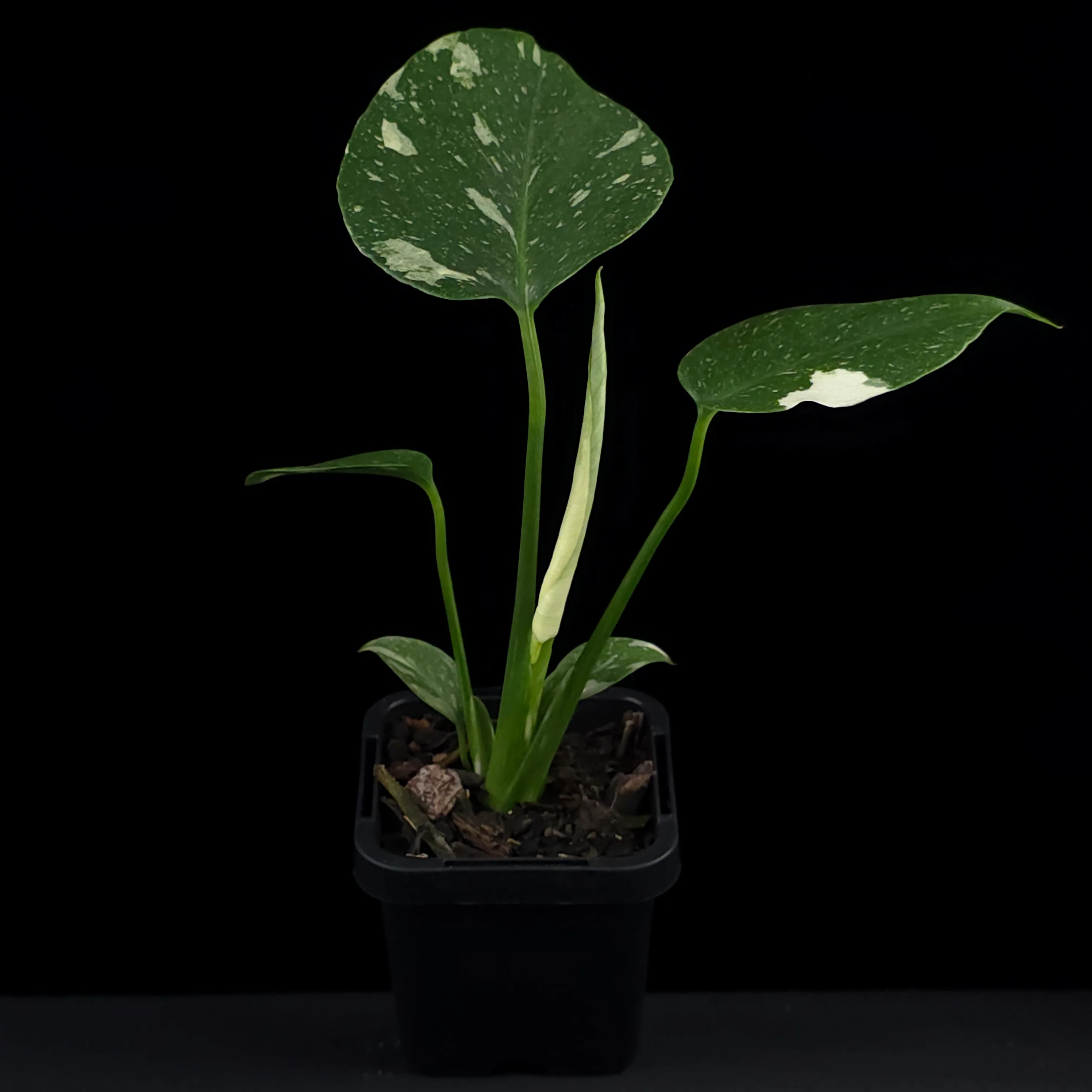 Monstera deliciosa 'Thai Constellation' - The Variegated Monstera - Image 4