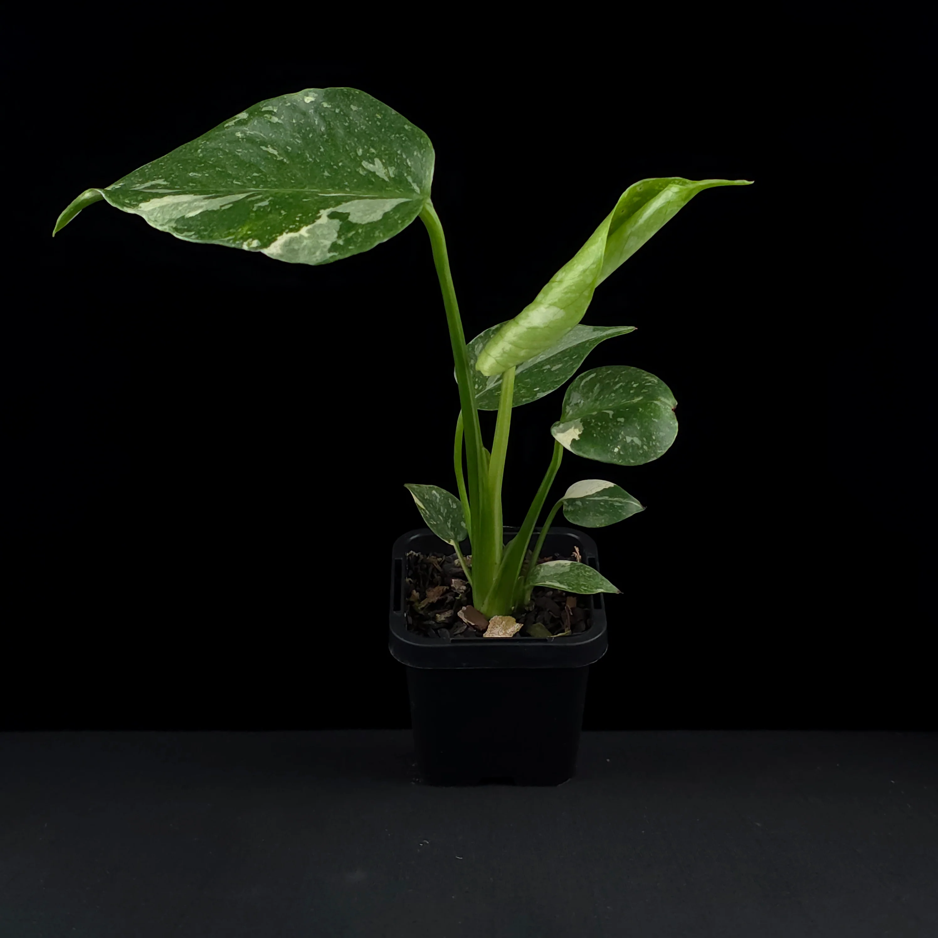 Monstera deliciosa 'Thai Constellation' - The Variegated Monstera - Image 5