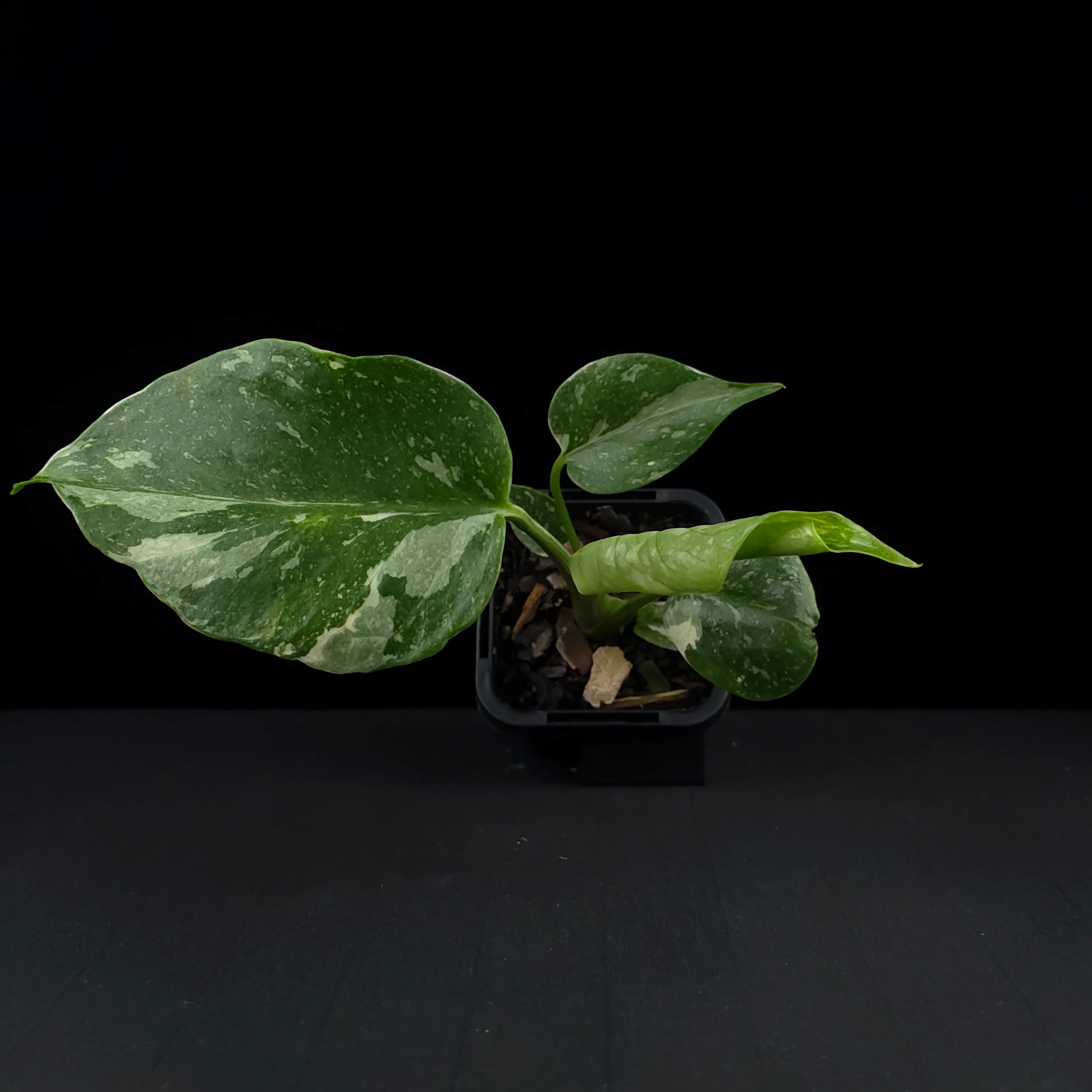 Monstera deliciosa 'Thai Constellation' - The Variegated Monstera - Image 6