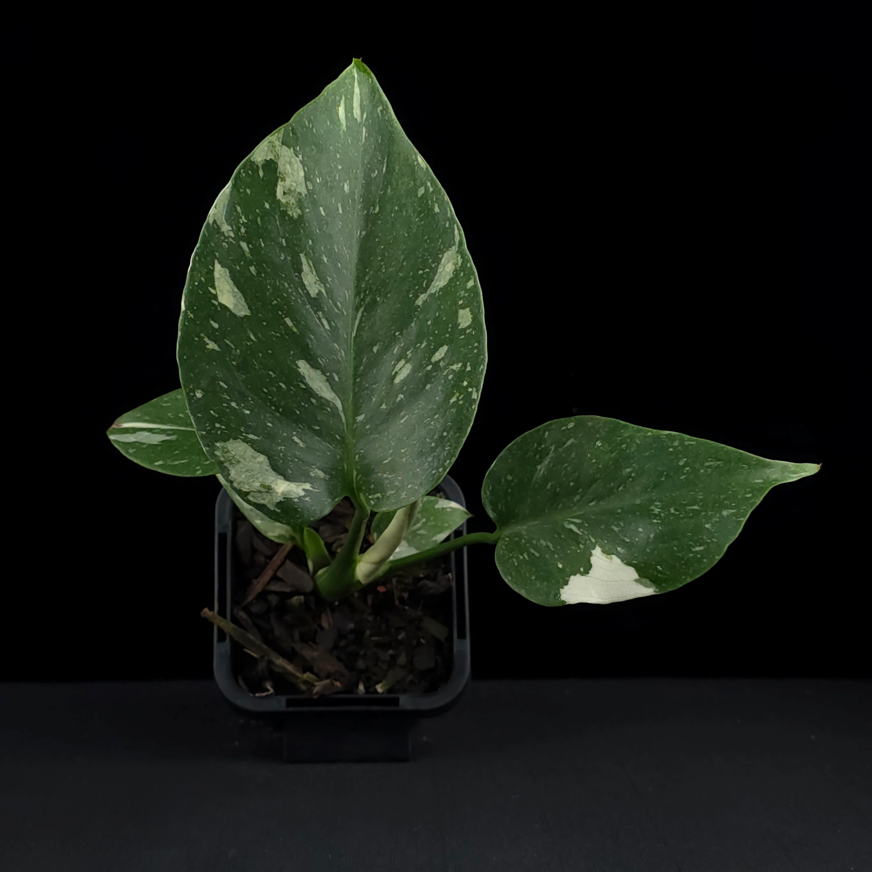 Monstera deliciosa 'Thai Constellation' - The Variegated Monstera - Image 7