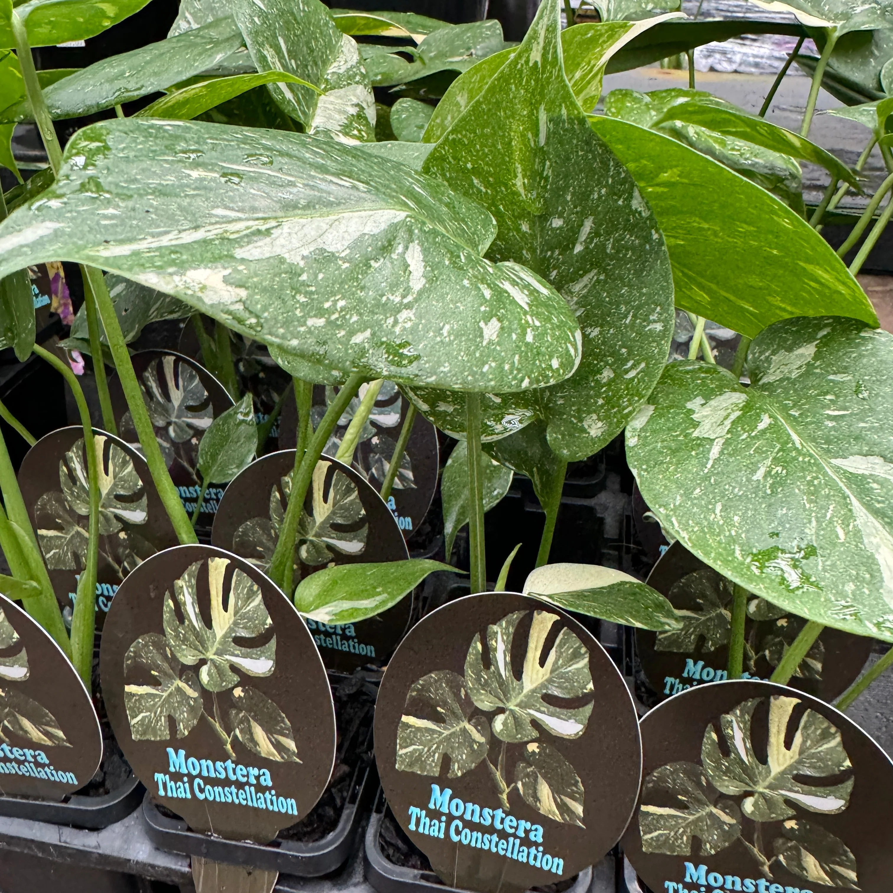 Monstera deliciosa 'Thai Constellation' - The Variegated Monstera - Image 8