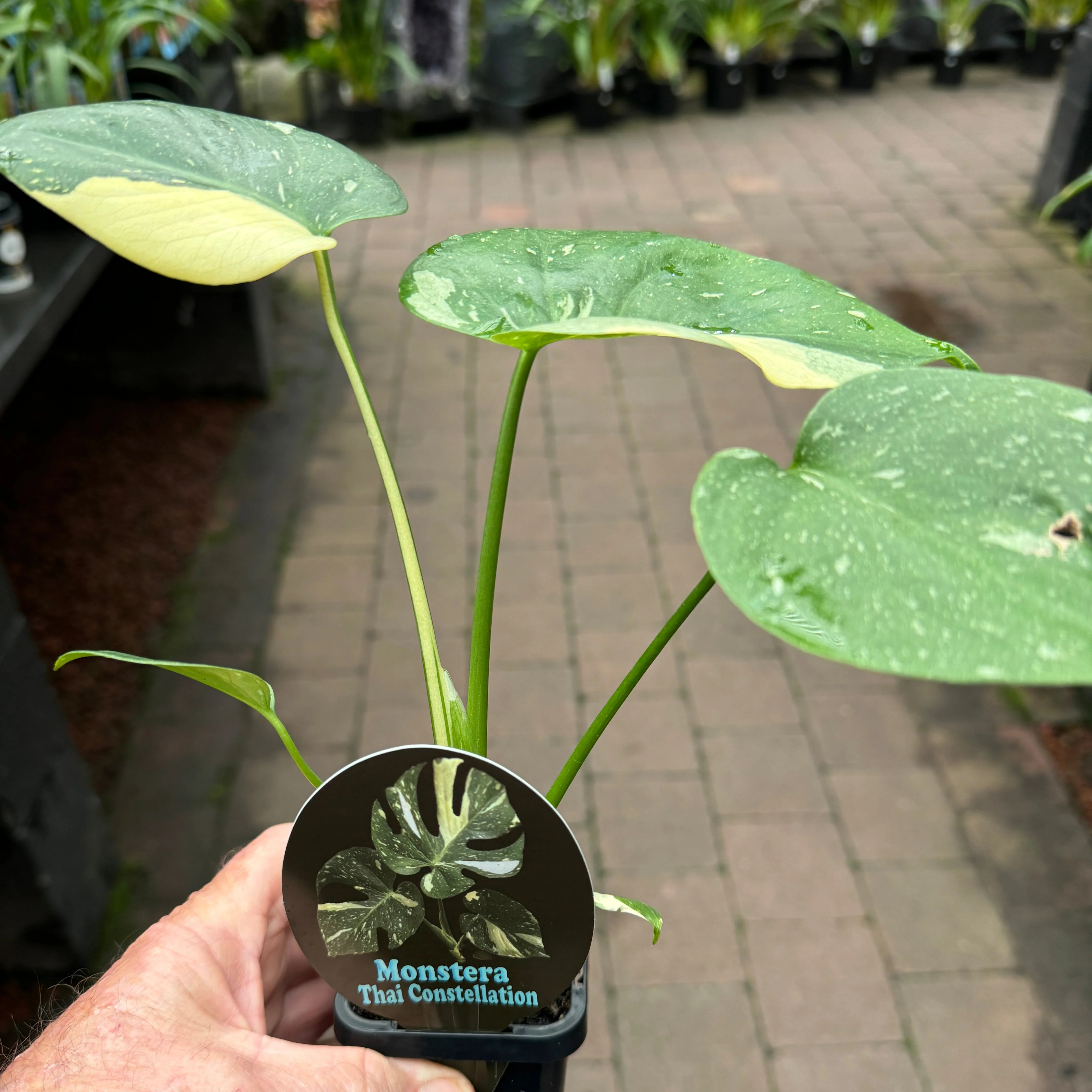 Monstera deliciosa 'Thai Constellation' - The Variegated Monstera - Image 9