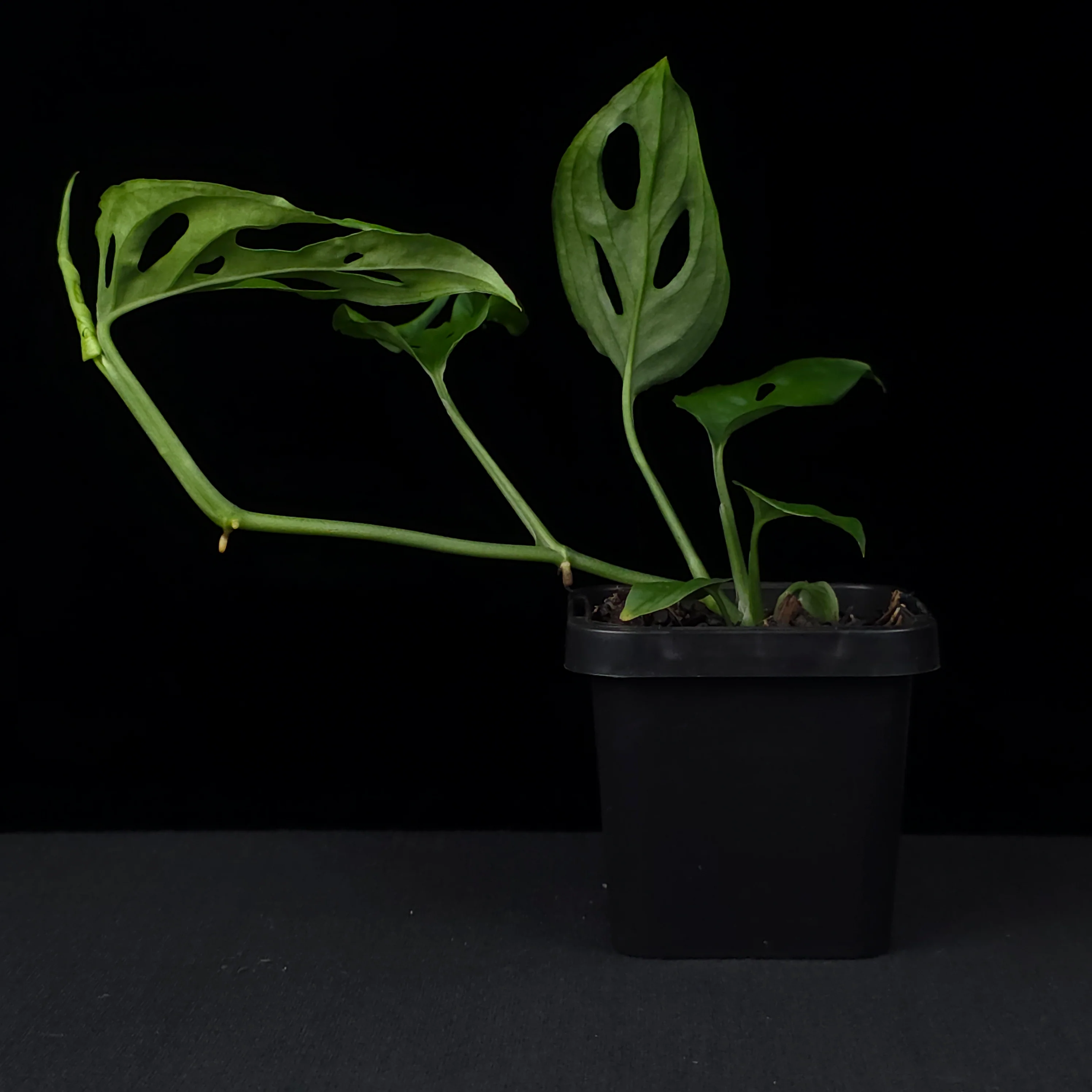 Monstera friedrichsthalii - Image 3