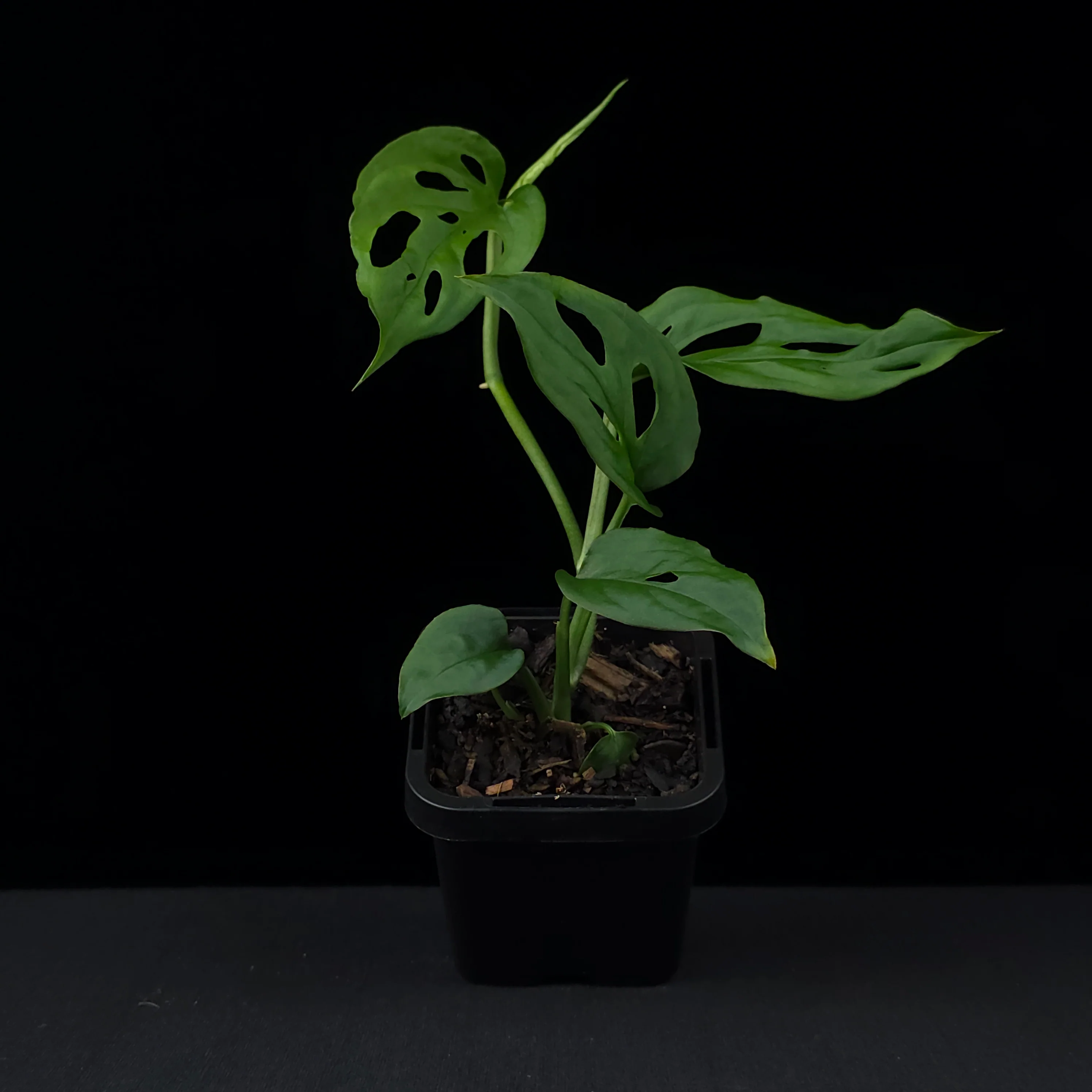 Monstera friedrichsthalii - Image 4