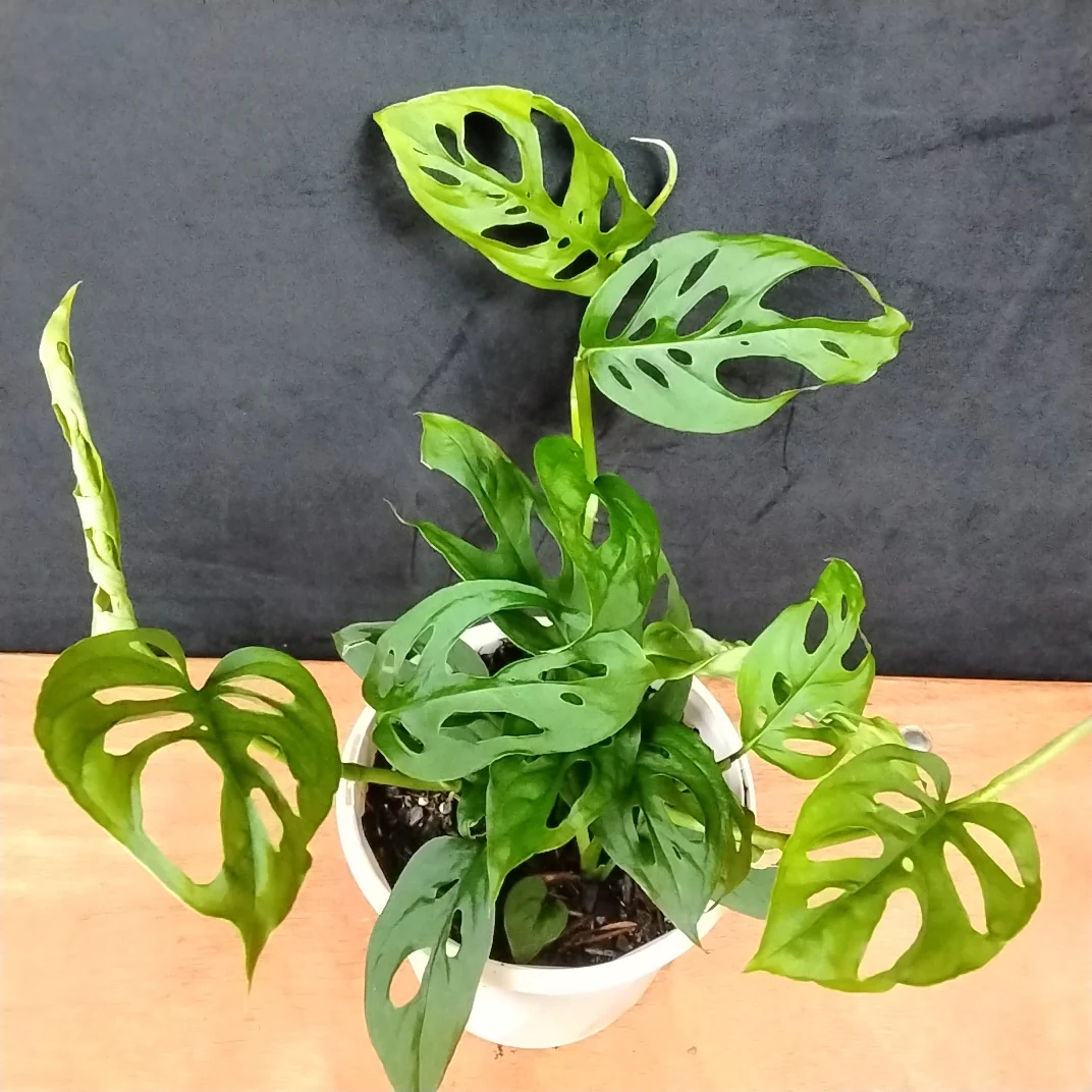 Monstera friedrichsthalii - Image 5