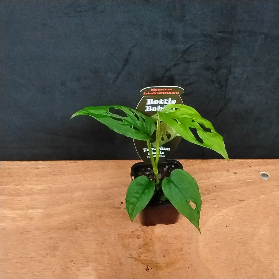 Monstera friedrichsthalii - Image 6