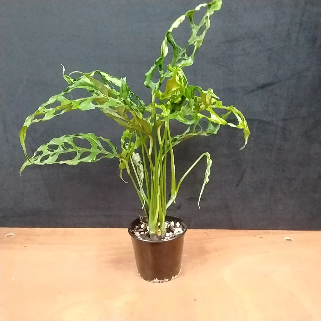 Monstera obliqua (WA Prohibited) - Image 3