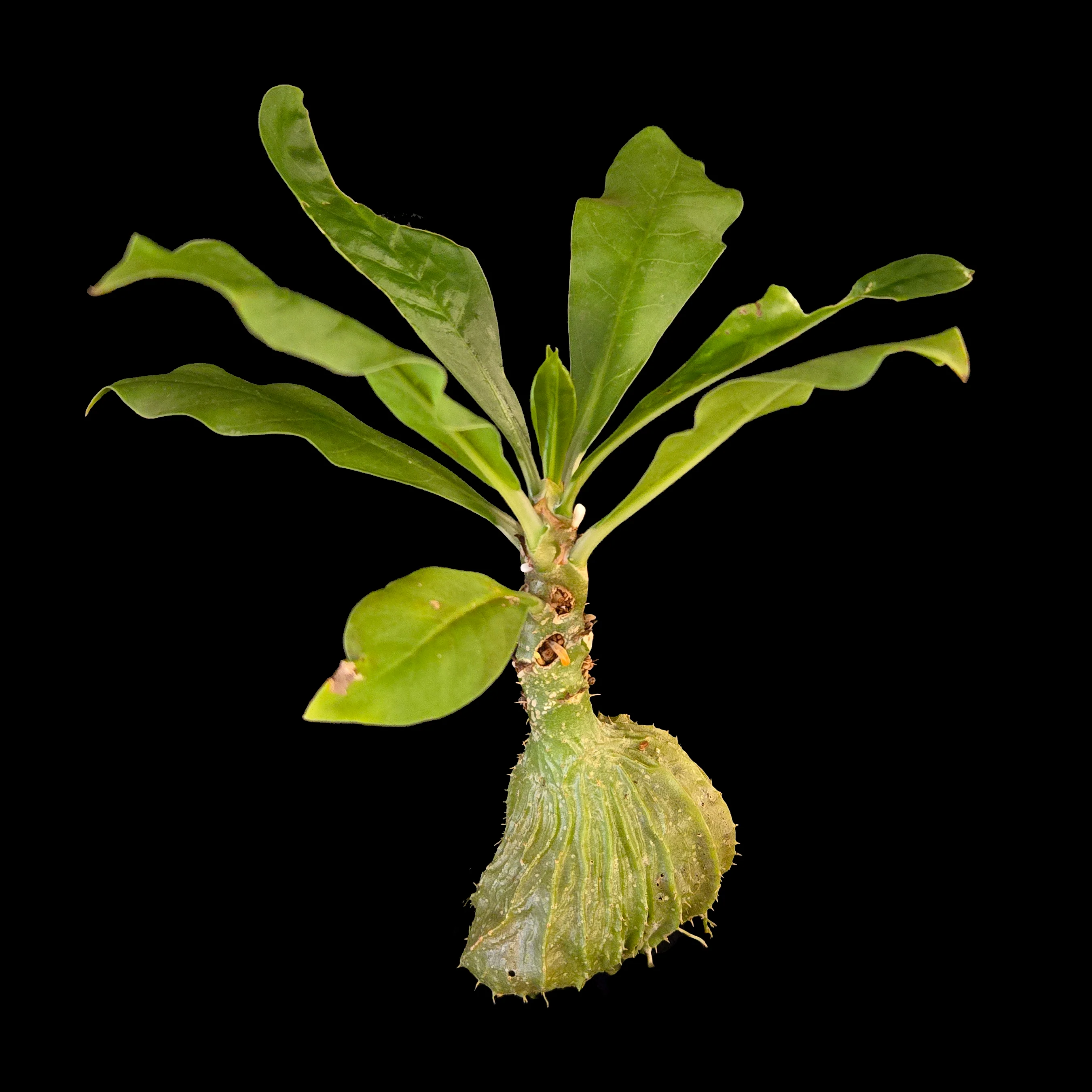 Myrmecodia tuberosa - Ant Plant - Image 2