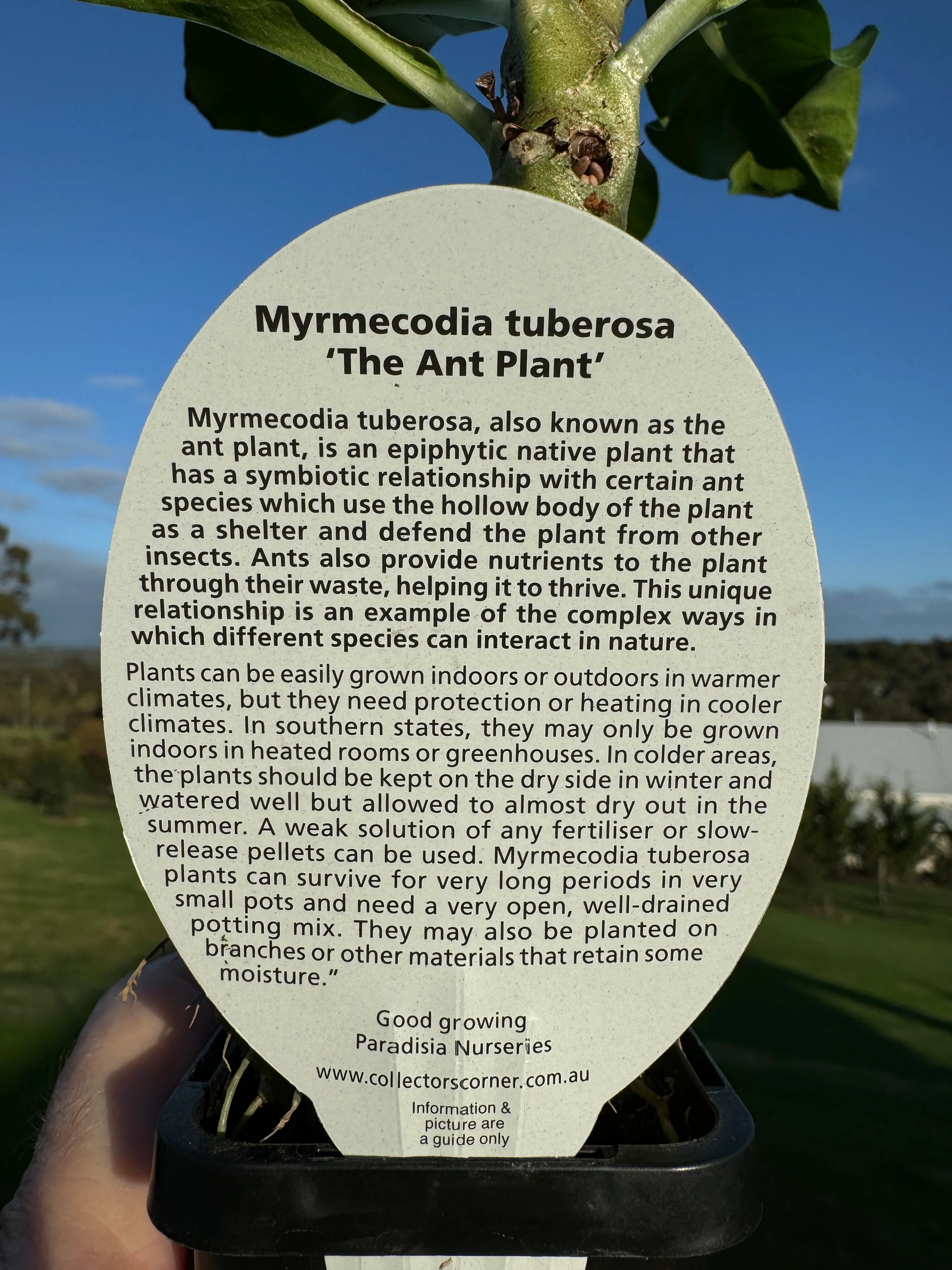 Myrmecodia tuberosa - Ant Plant - Image 3