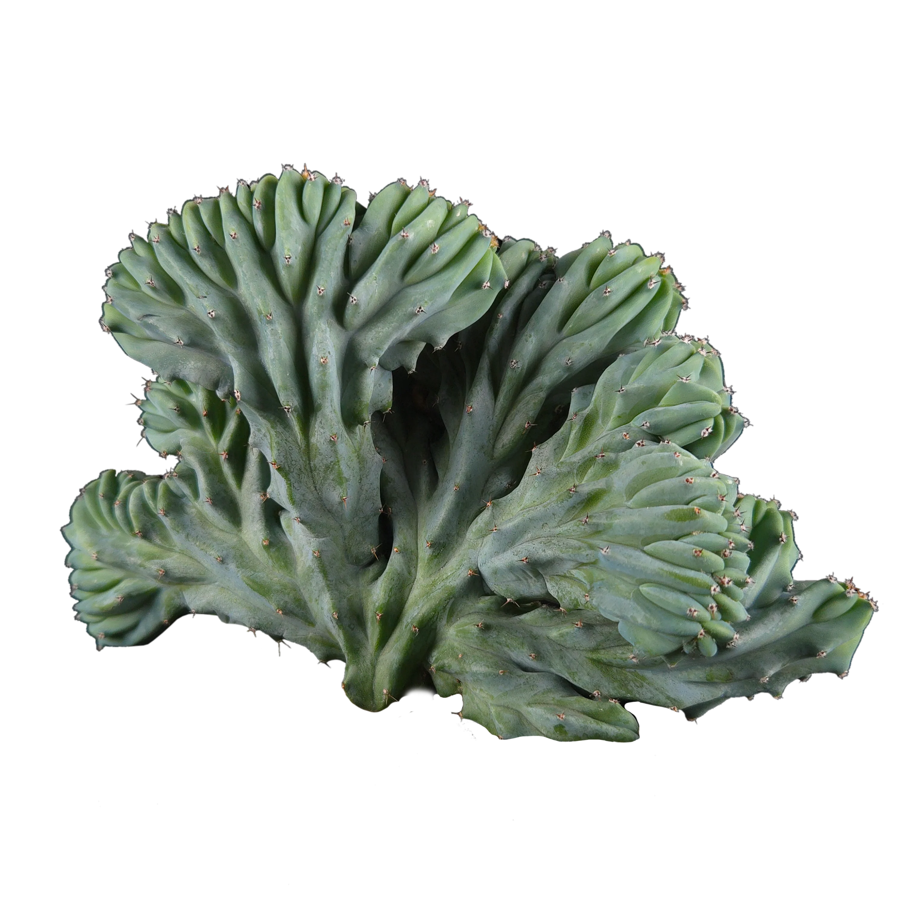 Myrtillocactus geometrizans 'Cristata' - One Off Specials
