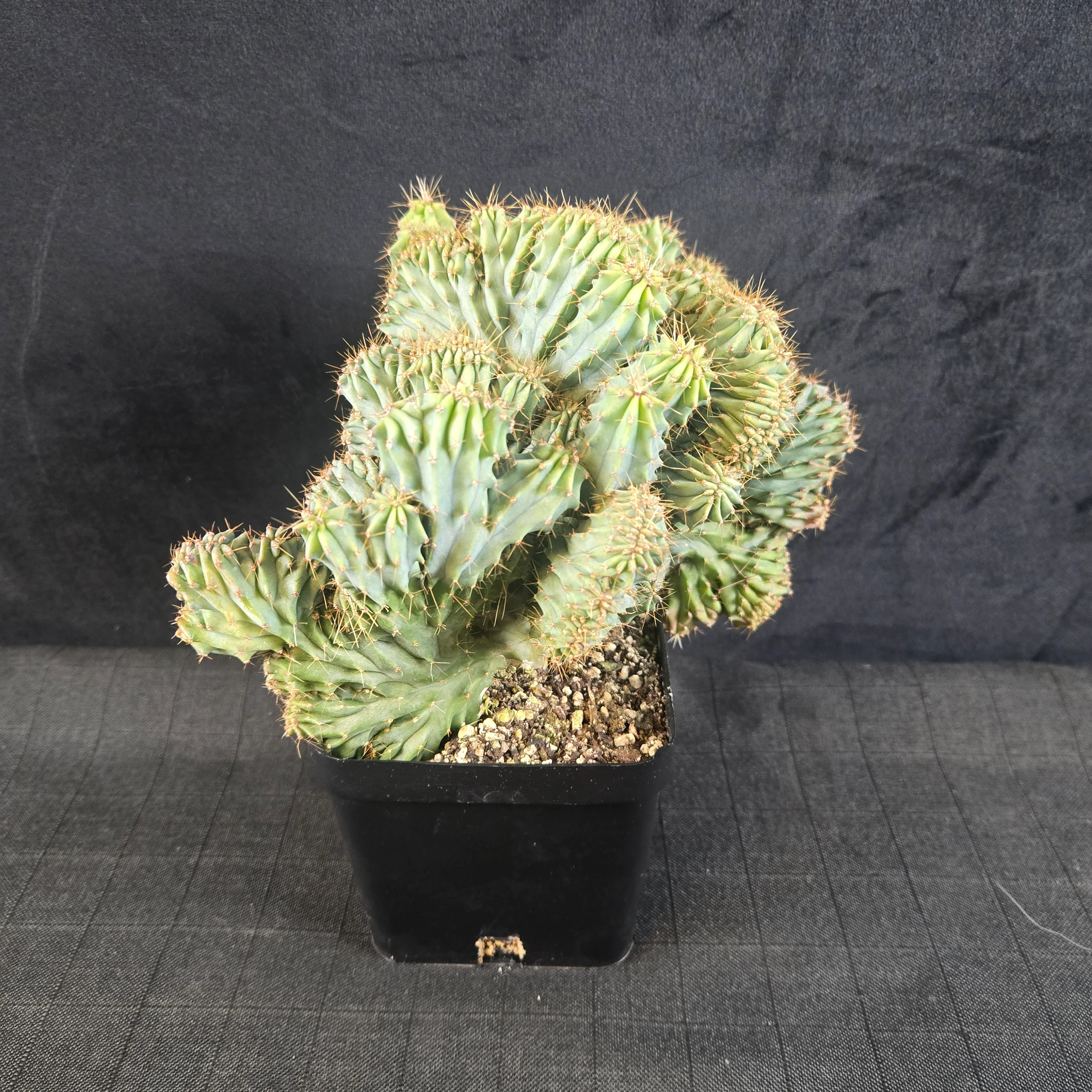 Myrtillocactus geometrizans 'Cristata' - One Off Specials - Image 2