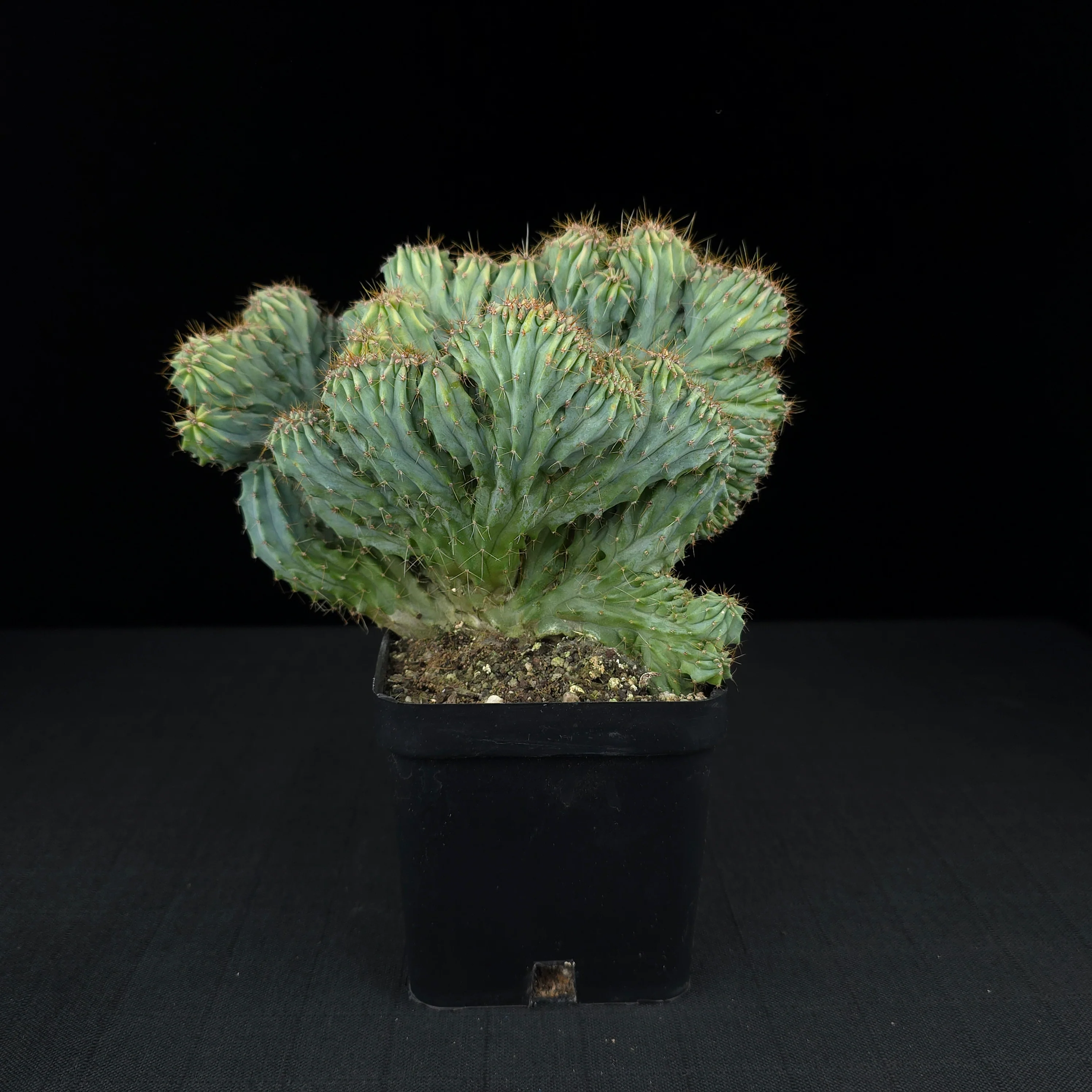 Myrtillocactus geometrizans 'Cristata' - One Off Specials - Image 3