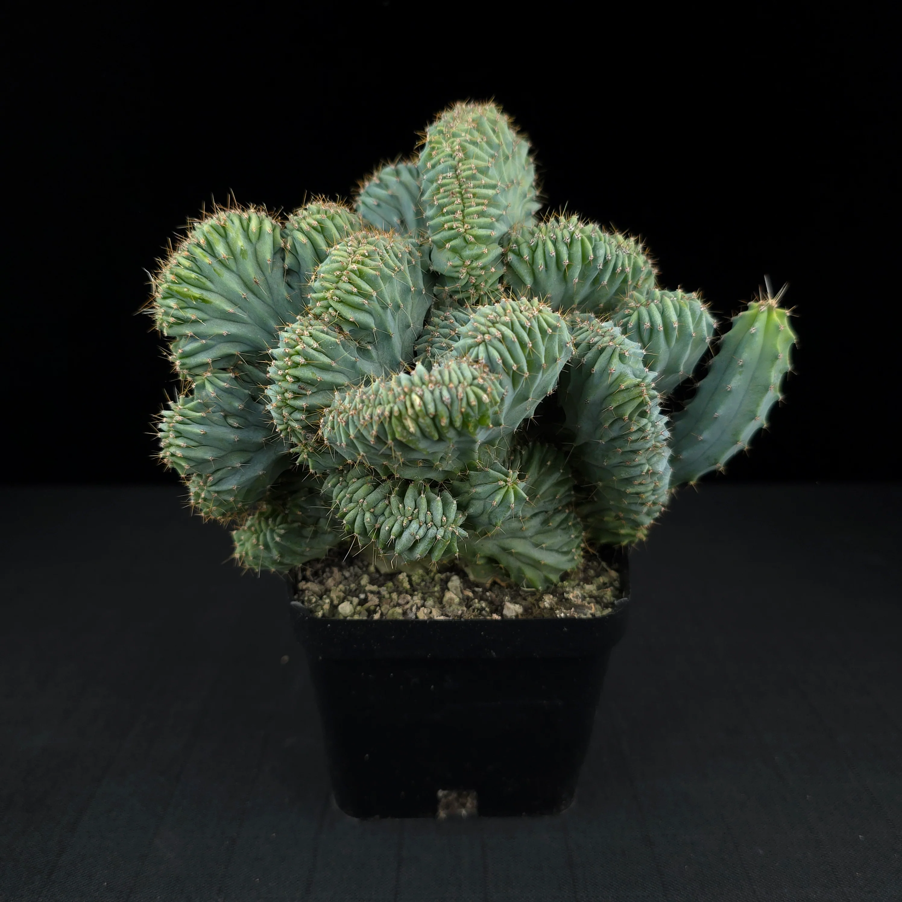 Myrtillocactus geometrizans 'Cristata' - One Off Specials - Image 4