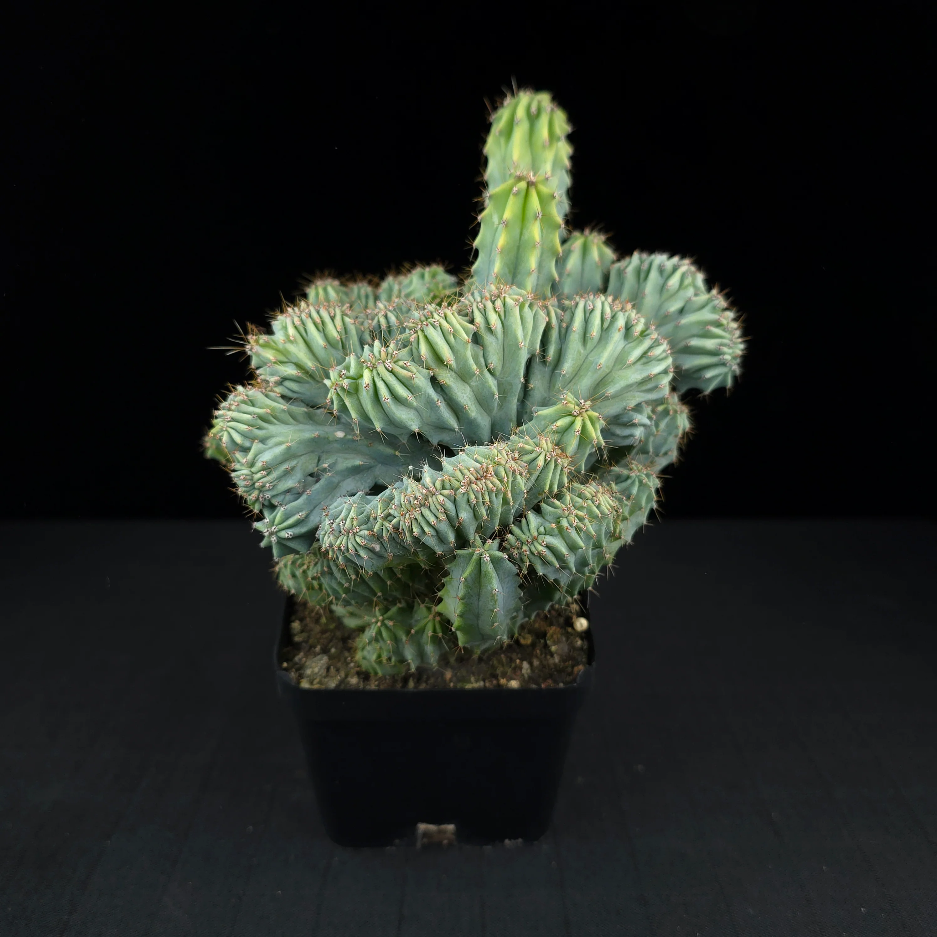 Myrtillocactus geometrizans 'Cristata' - One Off Specials - Image 5