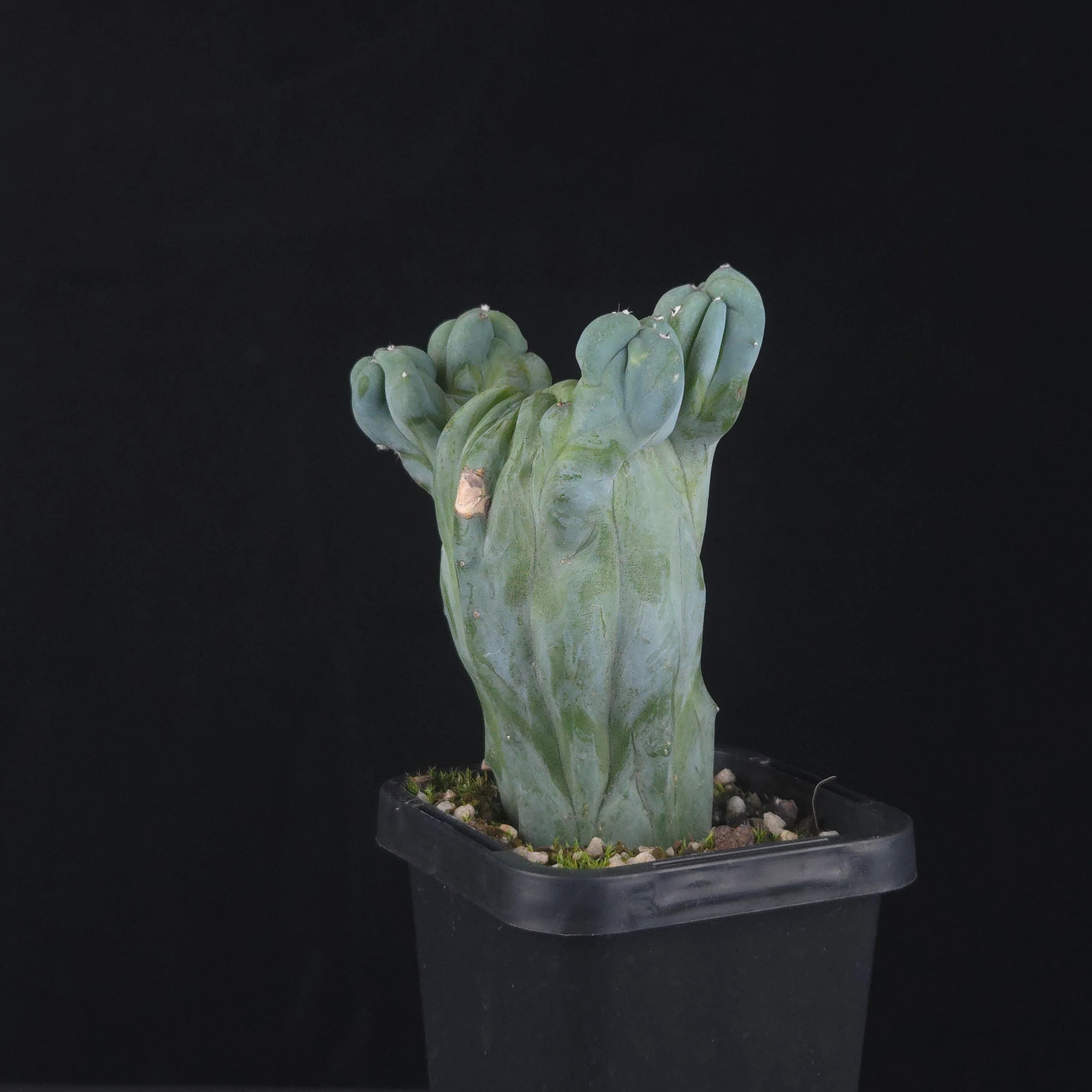 Myrtillocactus geometrizans cristata (Smooth Form)