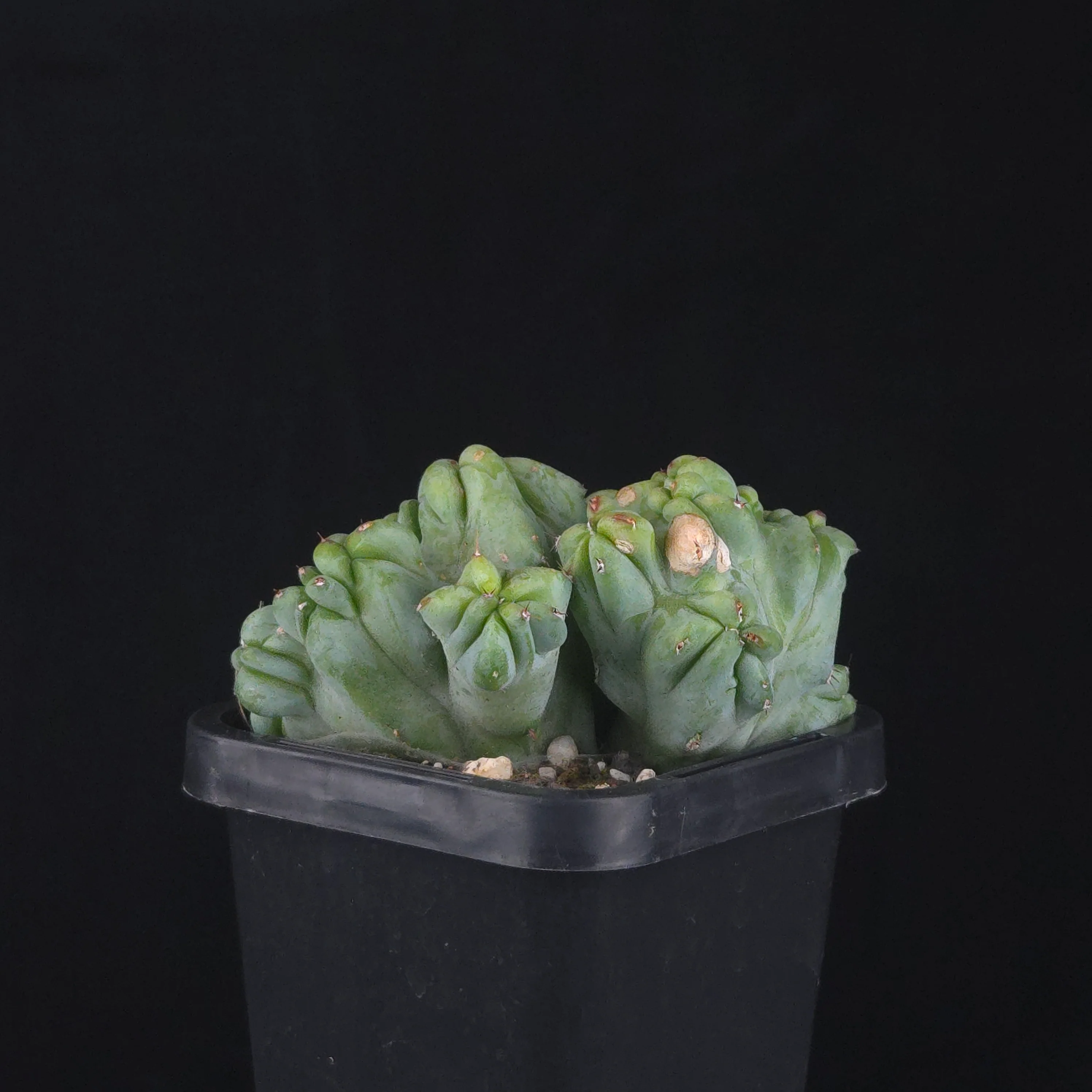 Myrtillocactus geometrizans cristata (Smooth Form) - Image 2