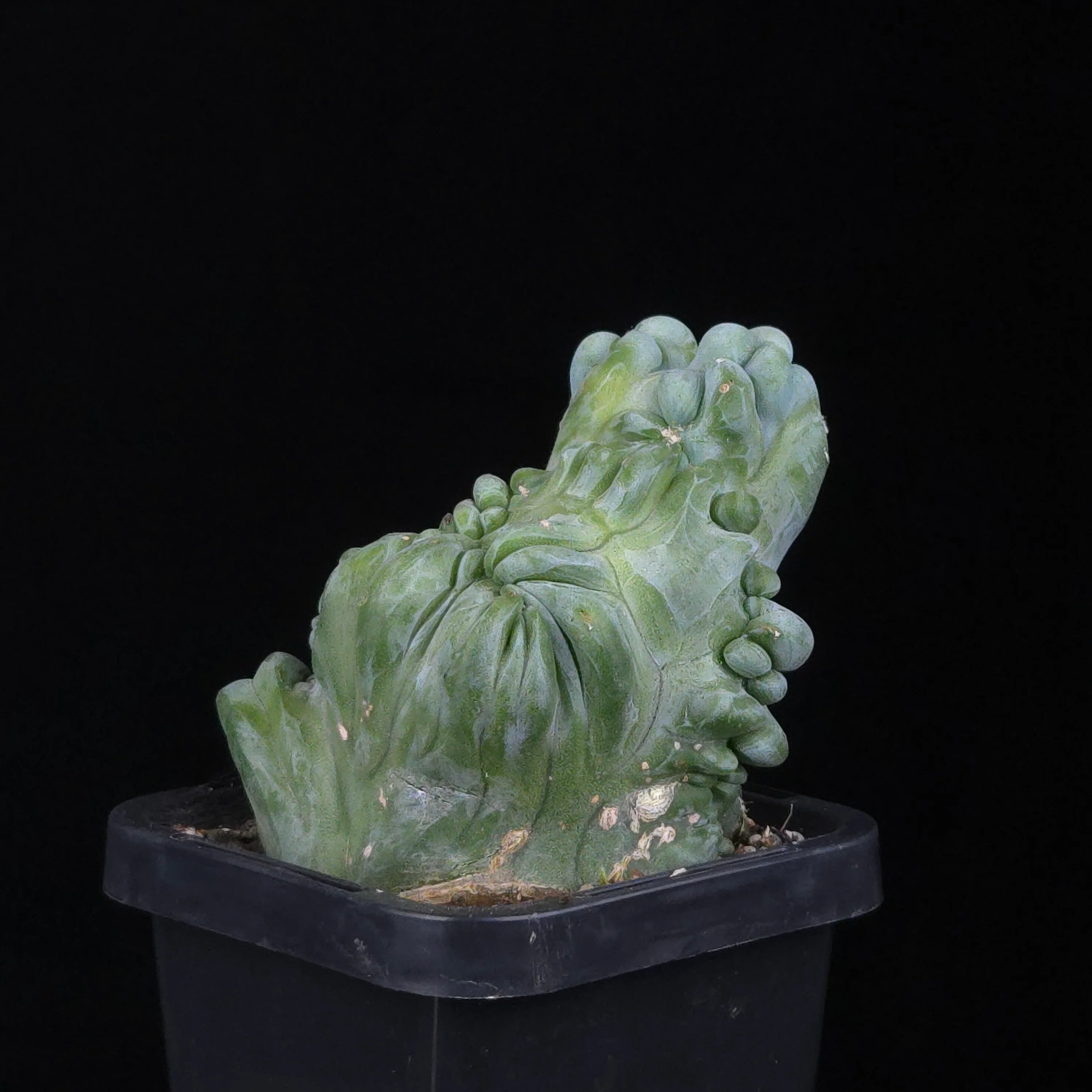 Myrtillocactus geometrizans cristata (Smooth Form) - Image 3
