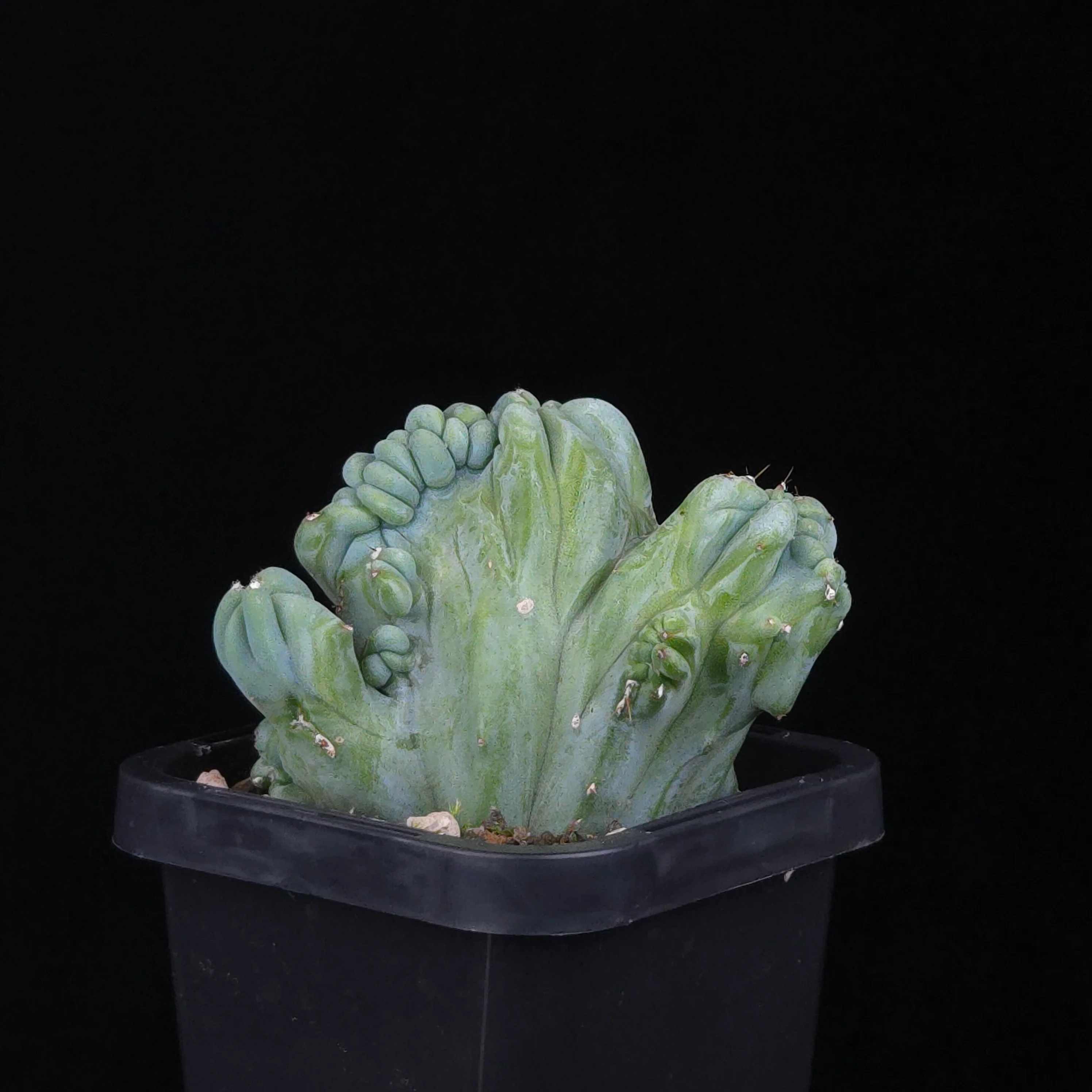 Myrtillocactus geometrizans cristata (Smooth Form) - Image 4