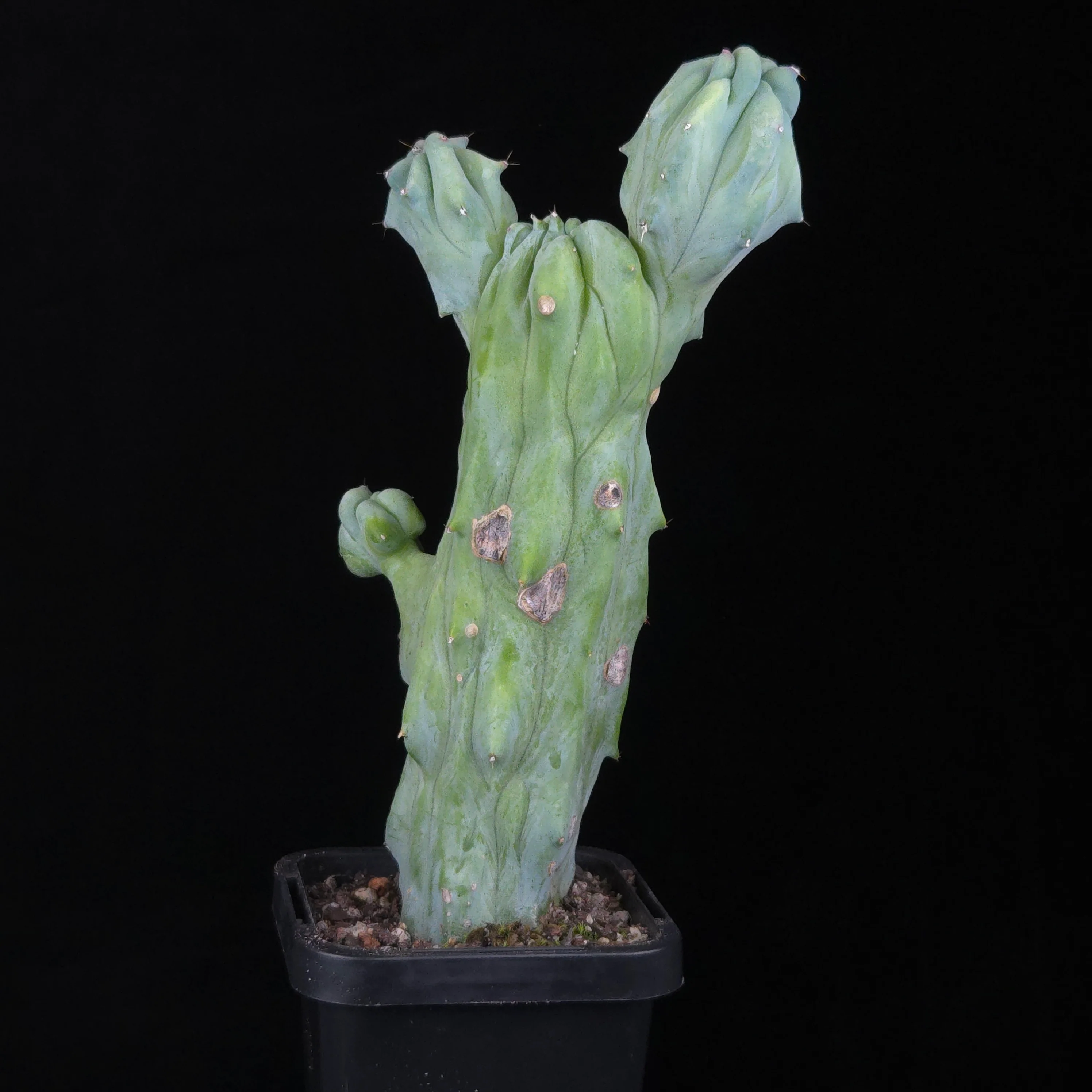 Myrtillocactus geometrizans cristata (Smooth Form) - Image 5