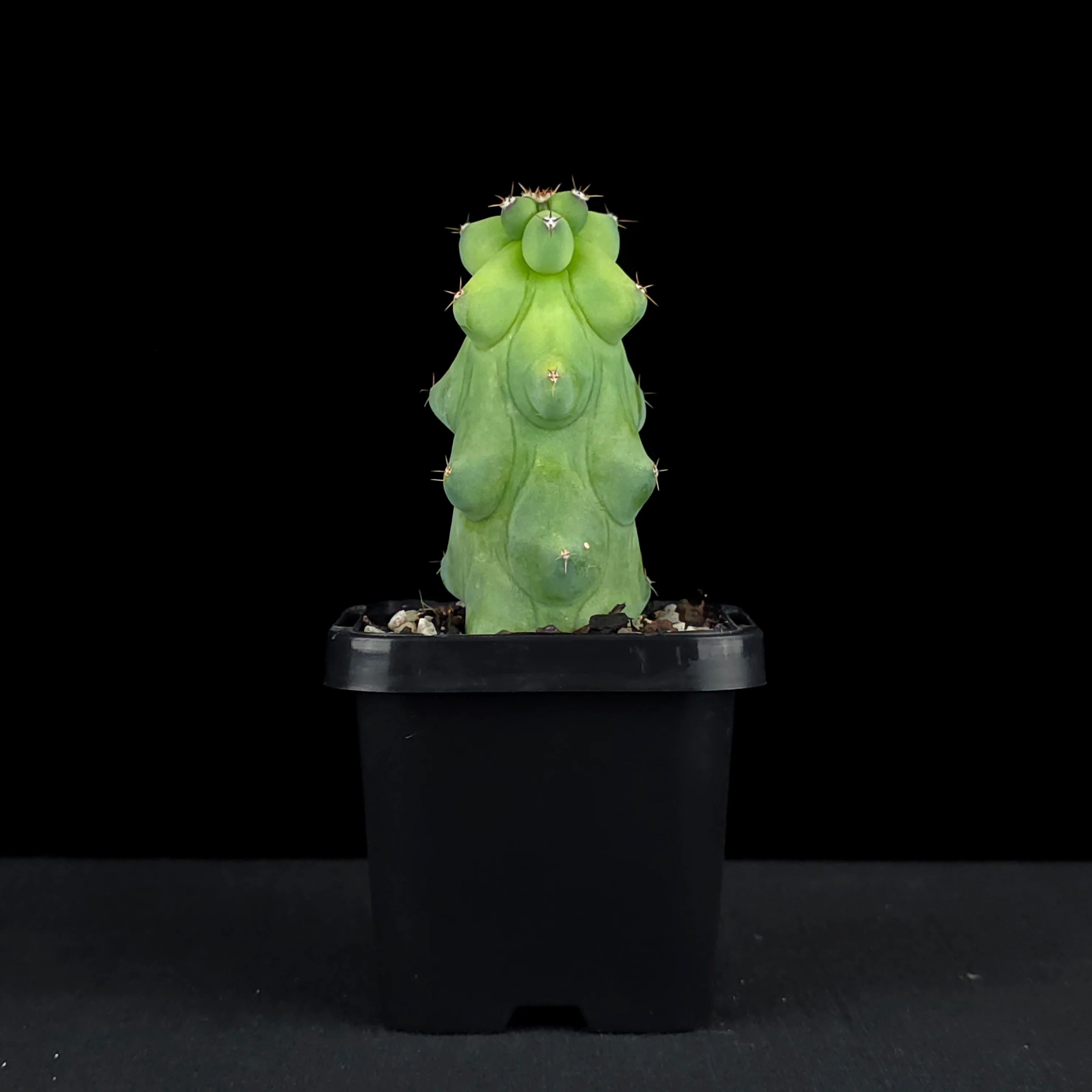 Myrtillocactus geometrizans fukurokuryuzinboku - Blue Boobs Cactus - Image 2