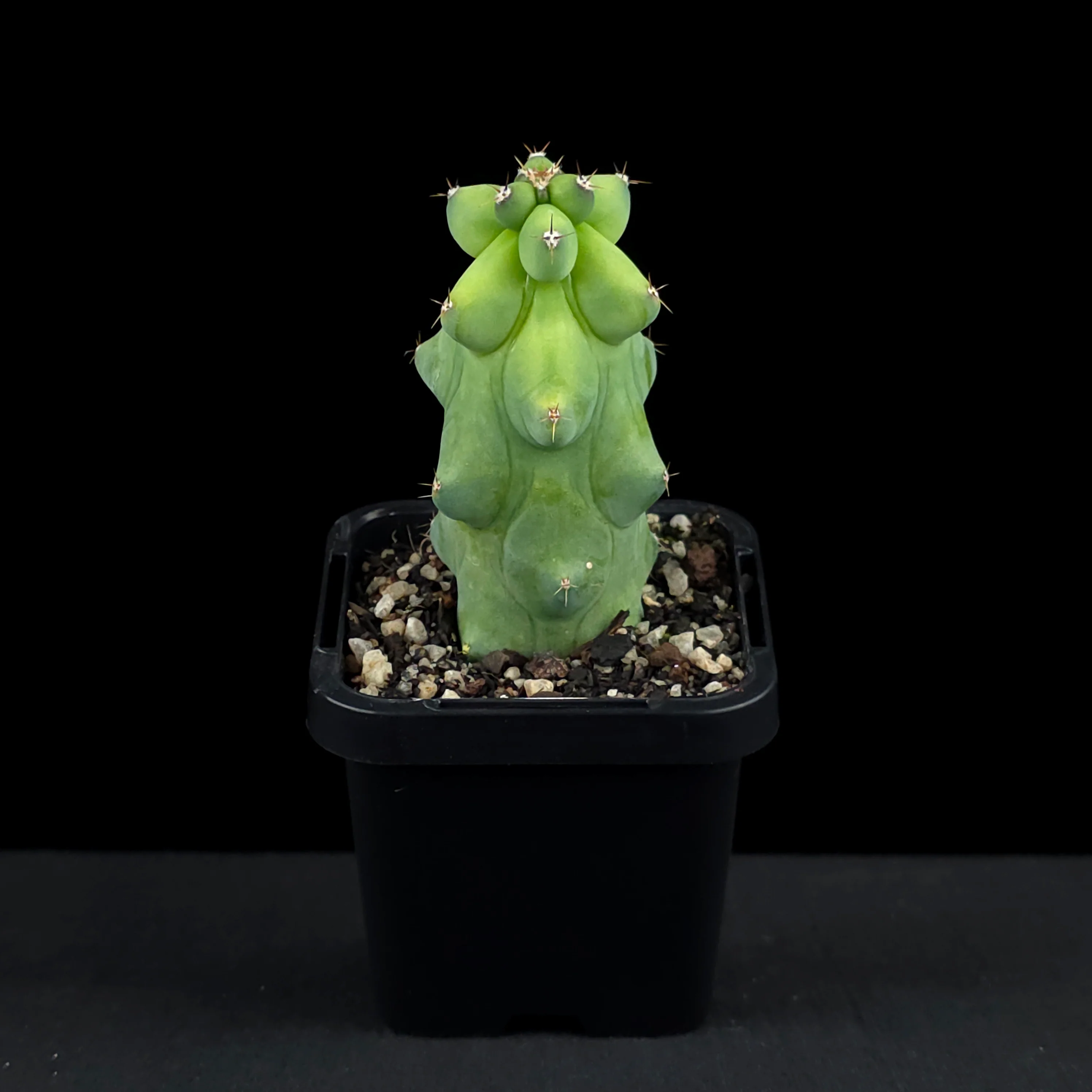Myrtillocactus geometrizans fukurokuryuzinboku - Blue Boobs Cactus - Image 3