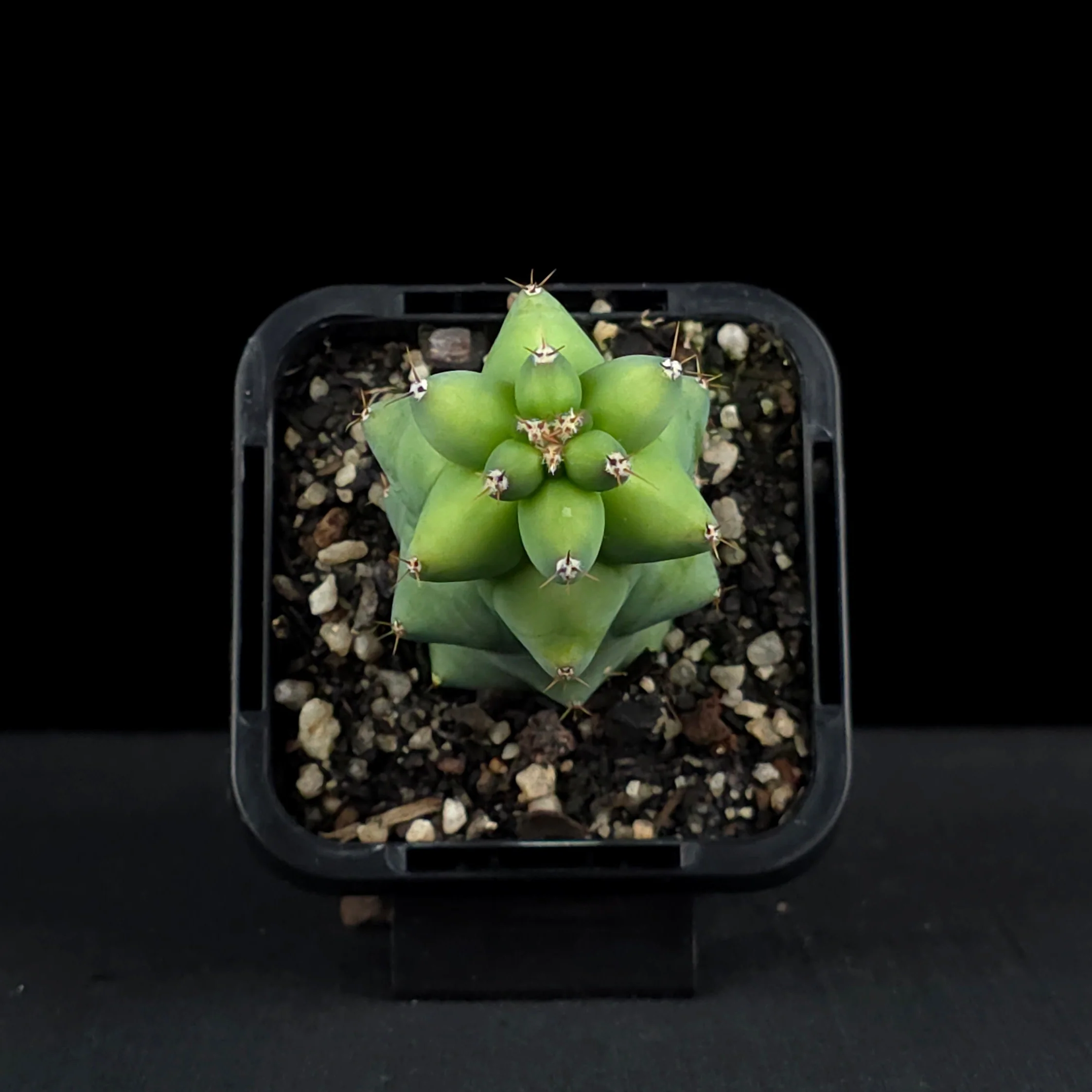 Myrtillocactus geometrizans fukurokuryuzinboku - Blue Boobs Cactus - Image 4