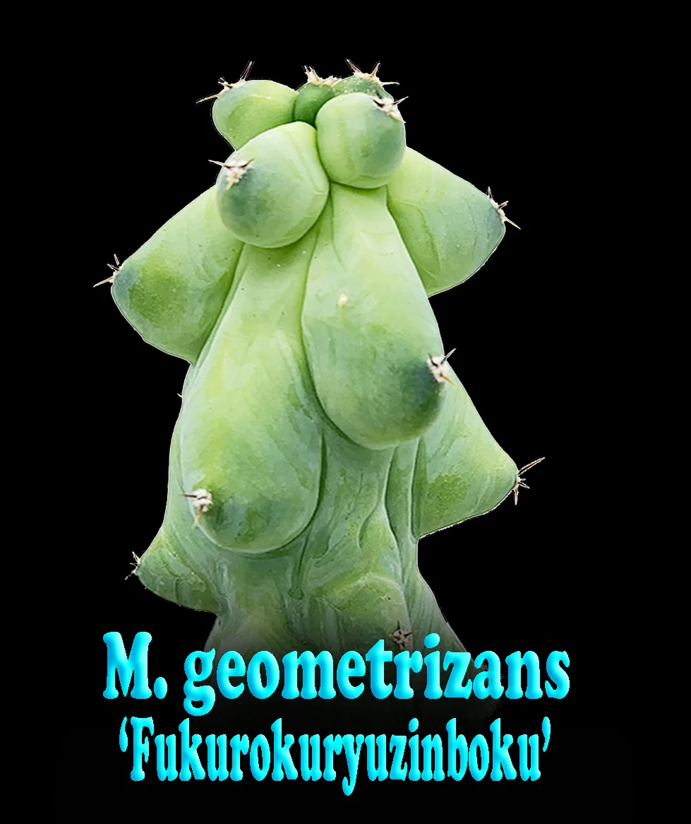 Myrtillocactus geometrizans fukurokuryuzinboku - Blue Boobs Cactus - Image 5