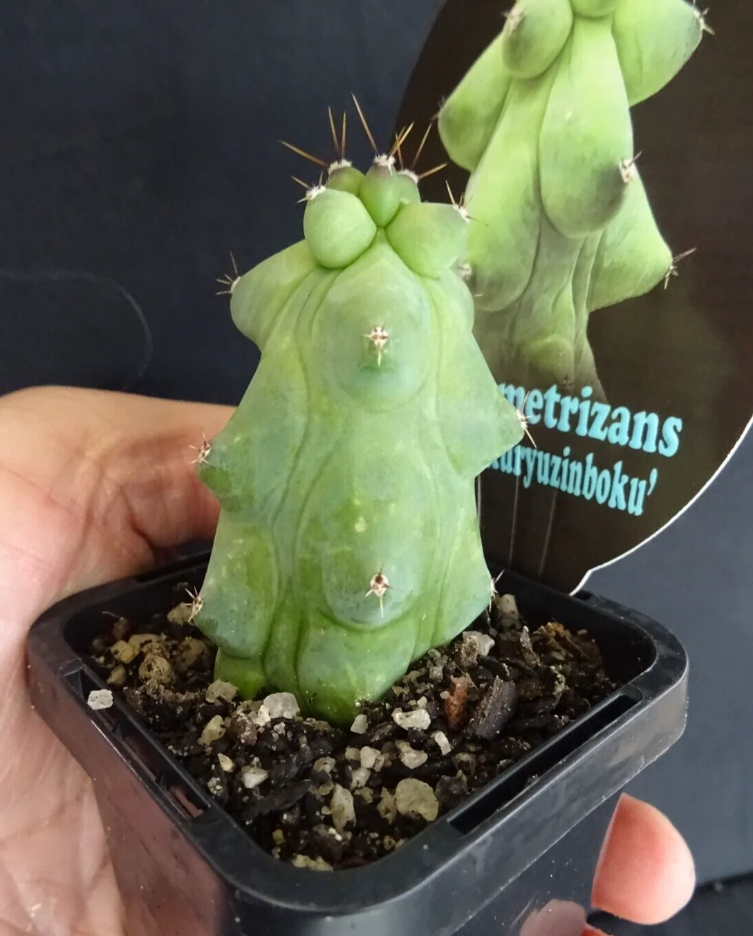 Myrtillocactus geometrizans fukurokuryuzinboku - Blue Boobs Cactus - Image 6