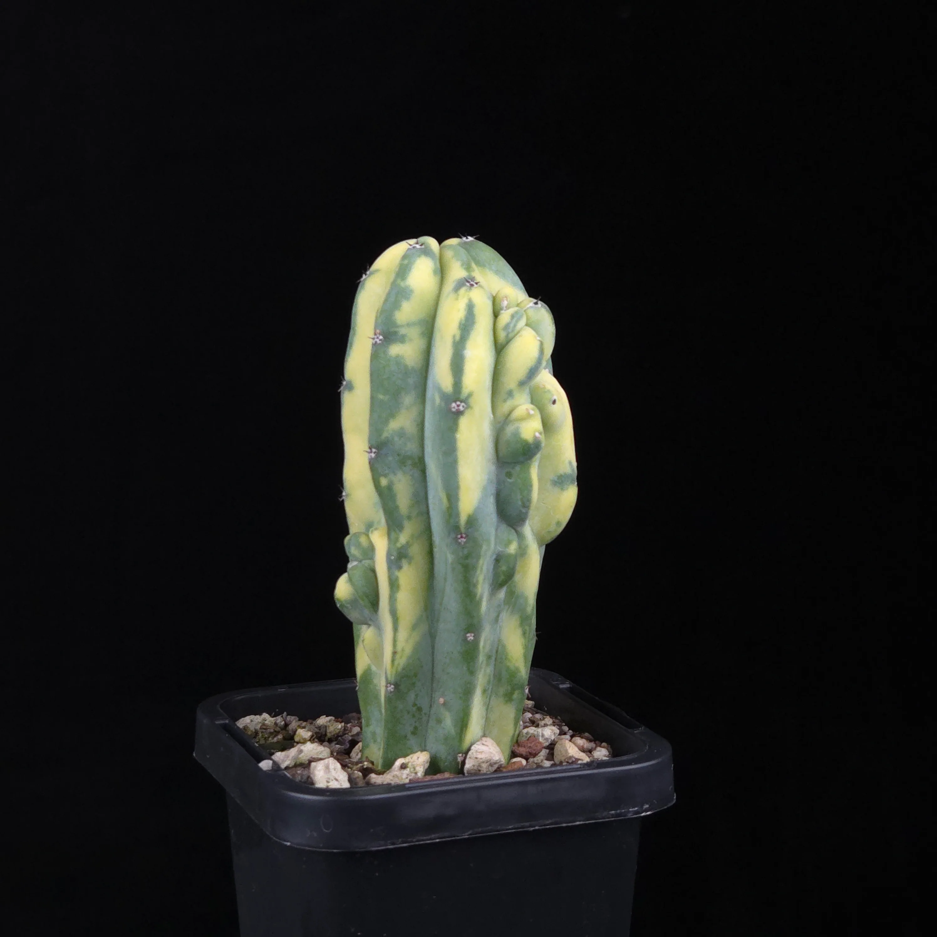 Myrtillocactus geometrizans Montrose Variegata