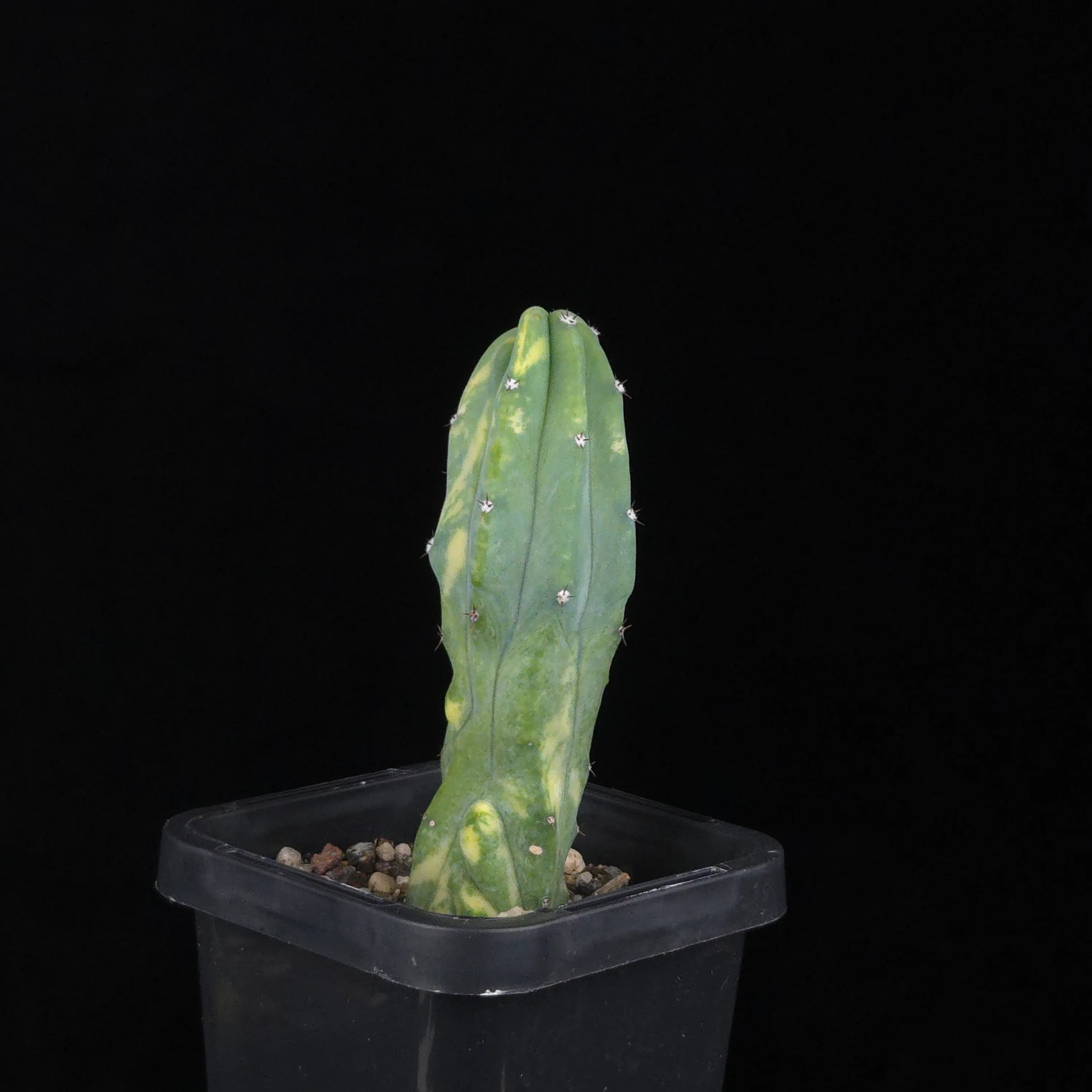 Myrtillocactus geometrizans Montrose Variegata - Image 2