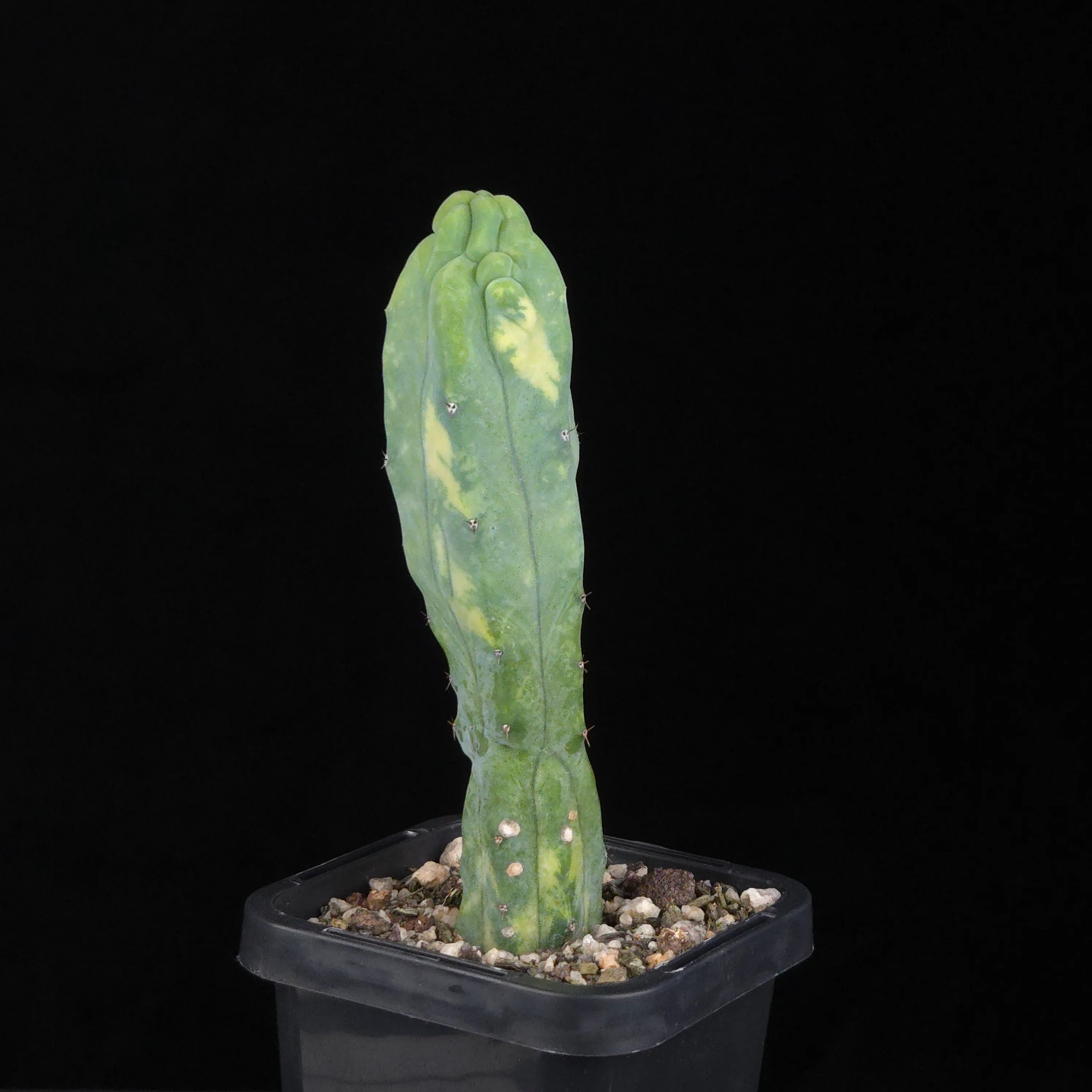 Myrtillocactus geometrizans Montrose Variegata - Image 3