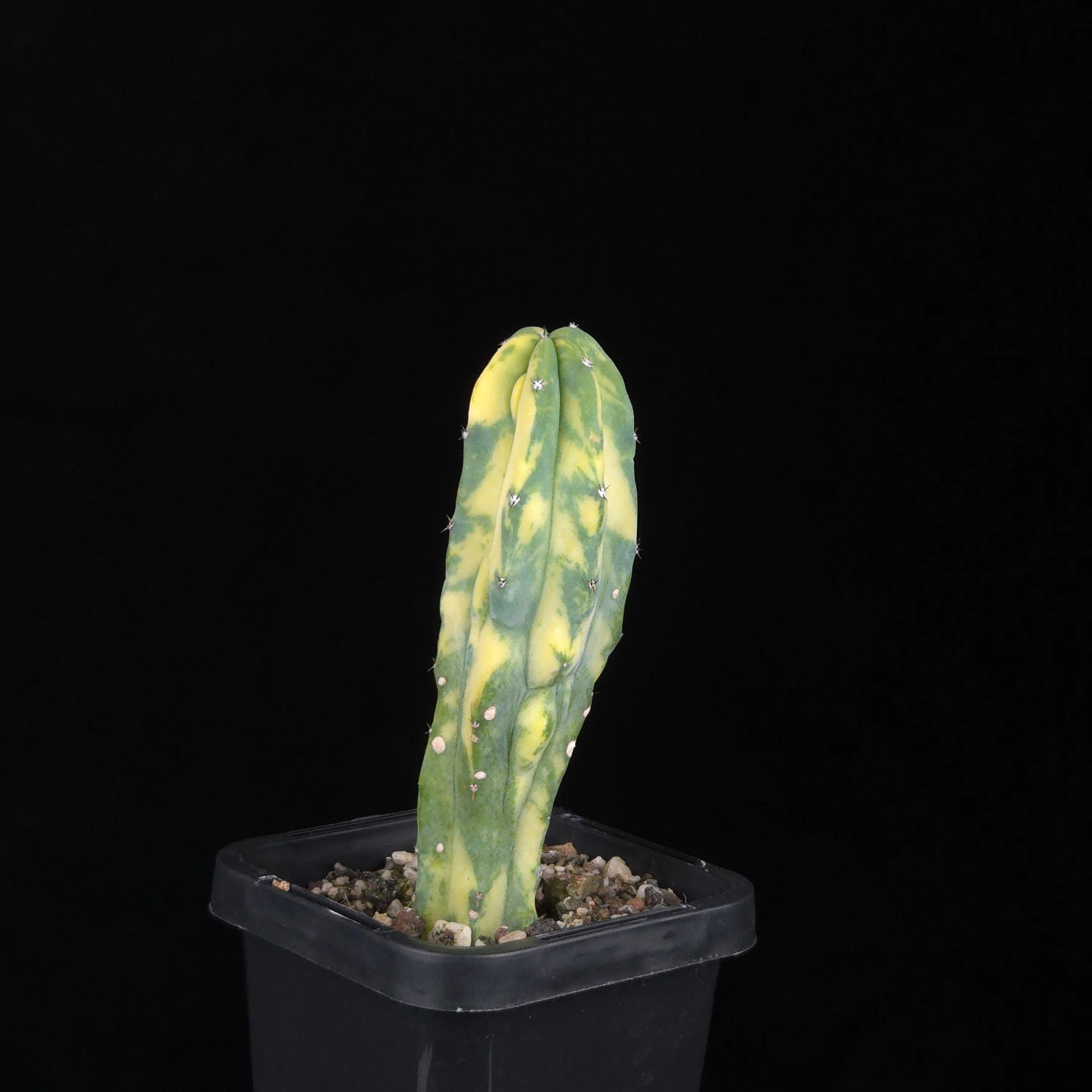 Myrtillocactus geometrizans Montrose Variegata - Image 4