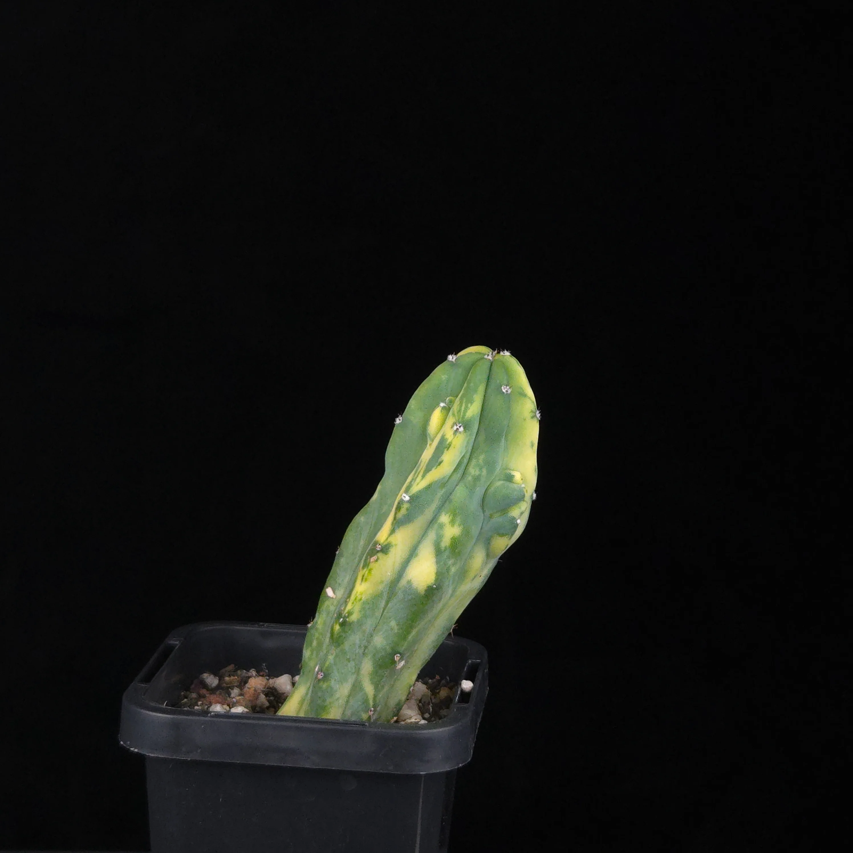 Myrtillocactus geometrizans Montrose Variegata - Image 5