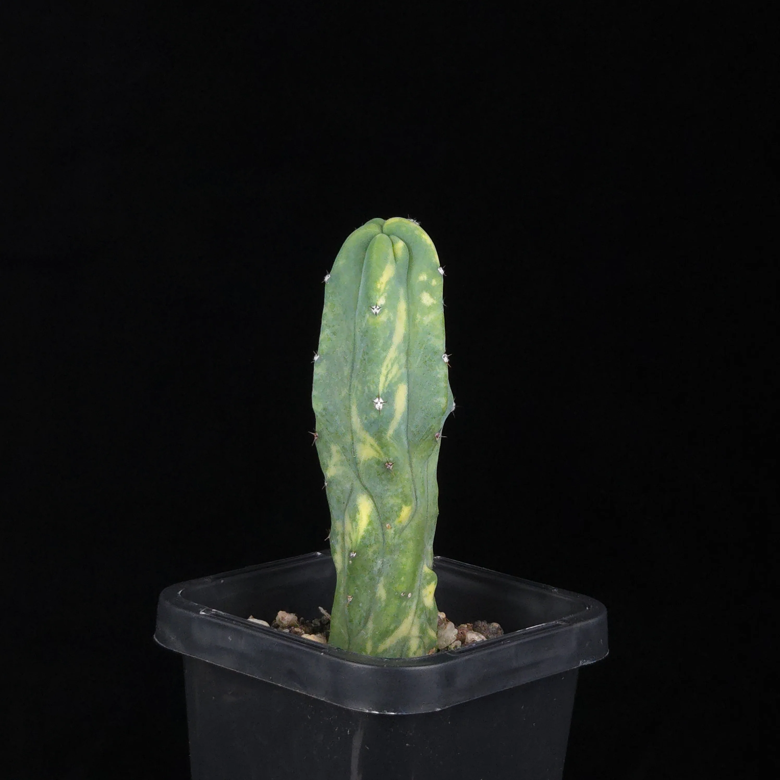Myrtillocactus geometrizans Montrose Variegata - Image 6