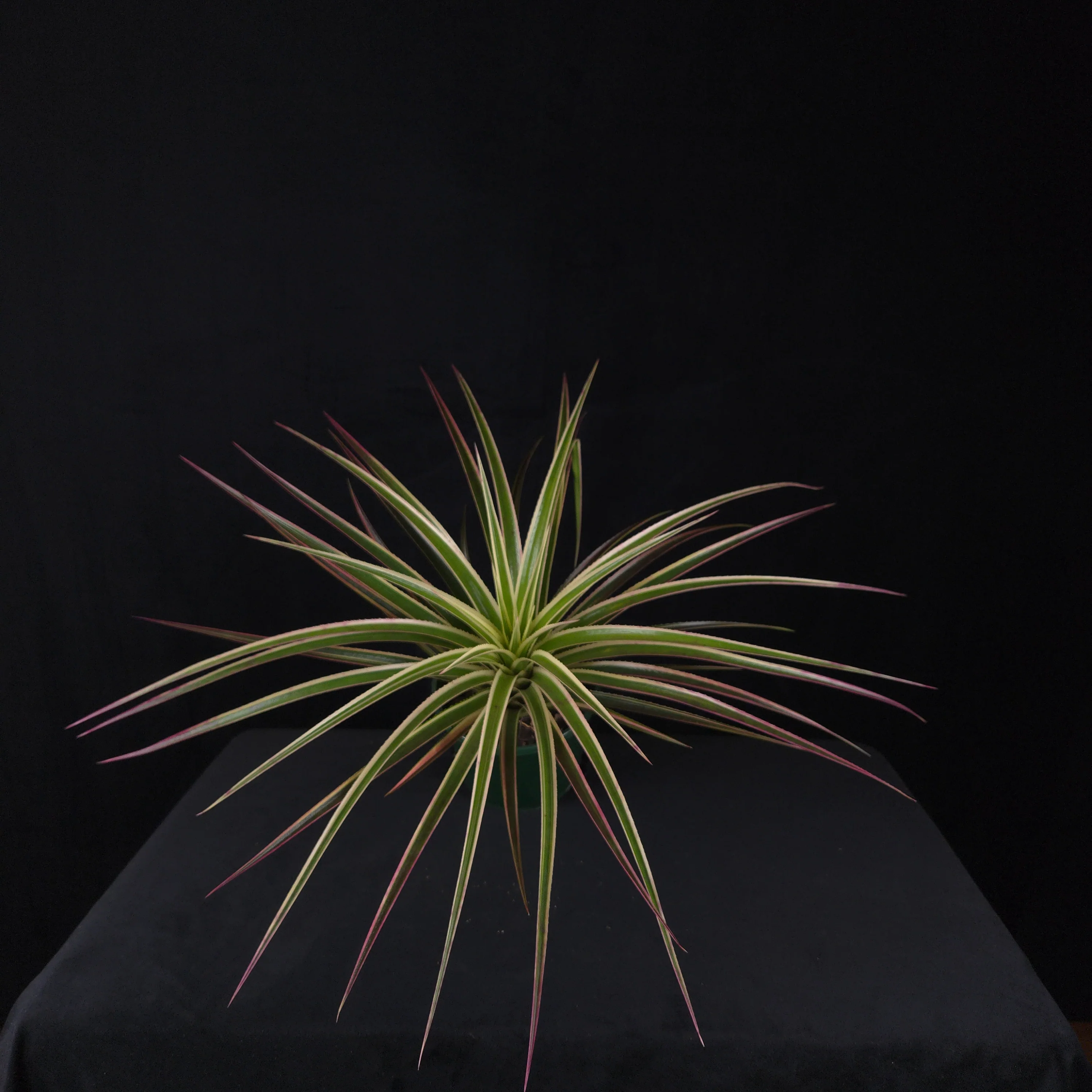 Neophytum ‘Galactic Warrior’ - Image 2