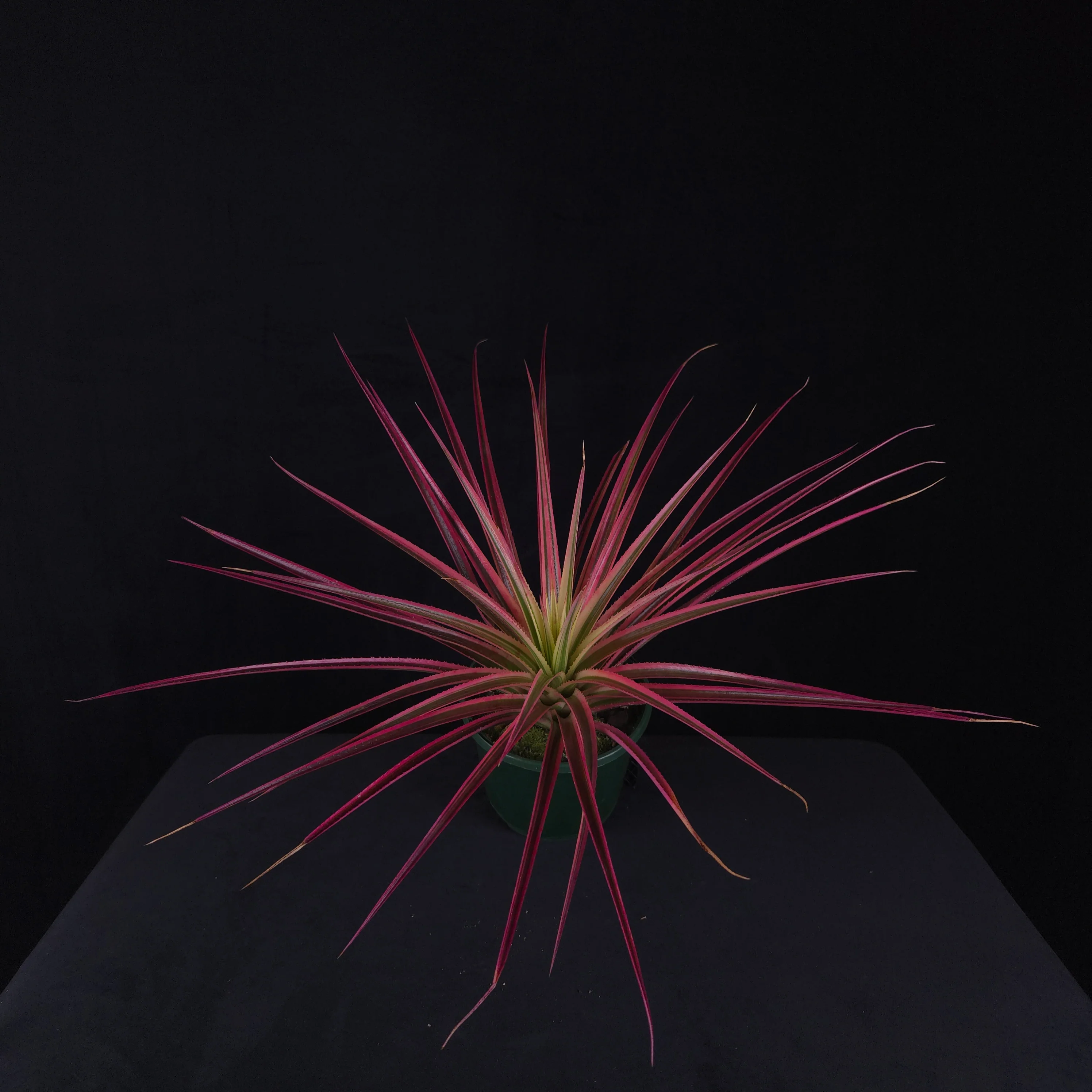 Neophytum ‘Galactic Warrior’ - Image 3