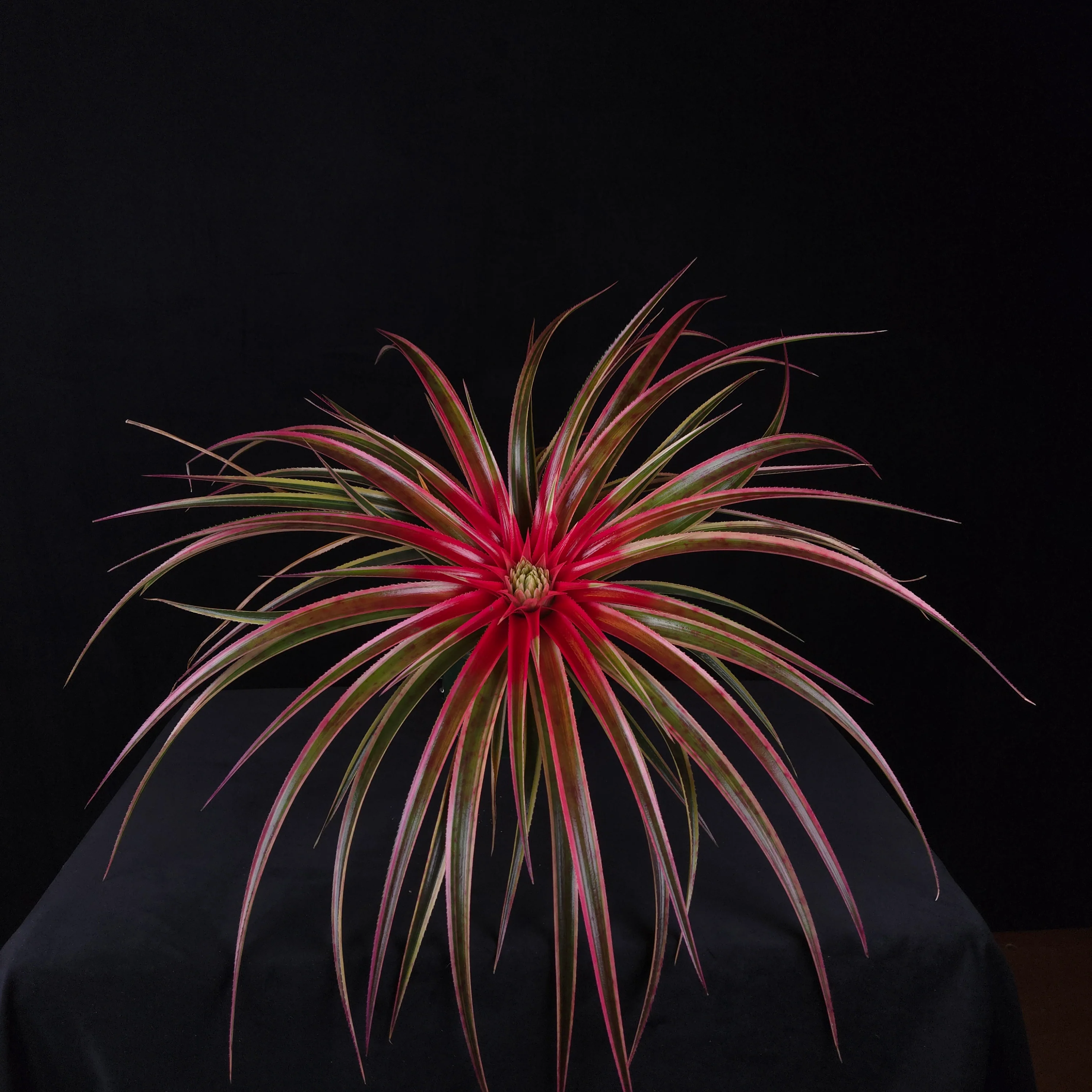 Neophytum ‘Galactic Warrior’ - Image 4