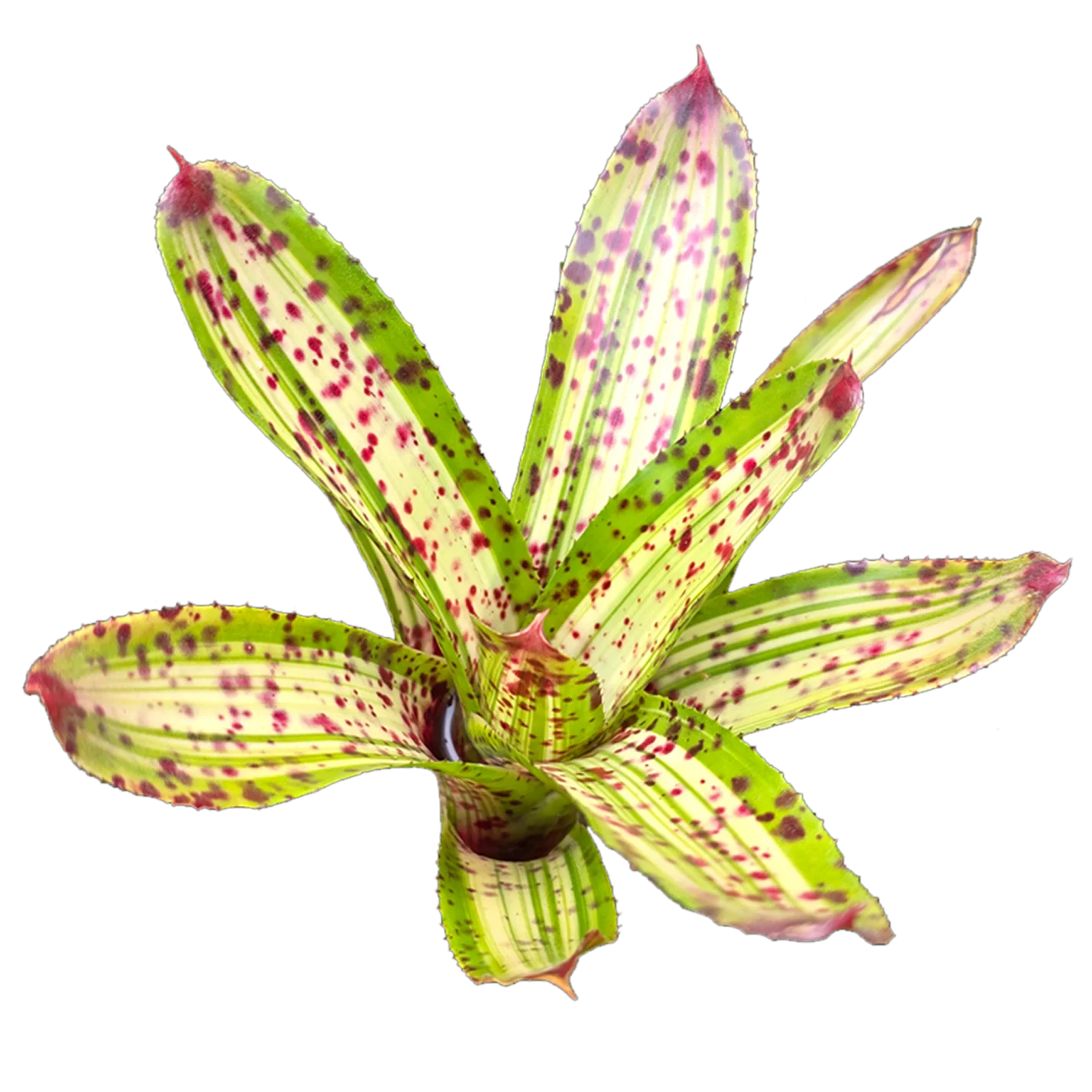 Neoregelia 'Chrissy' - Image 3