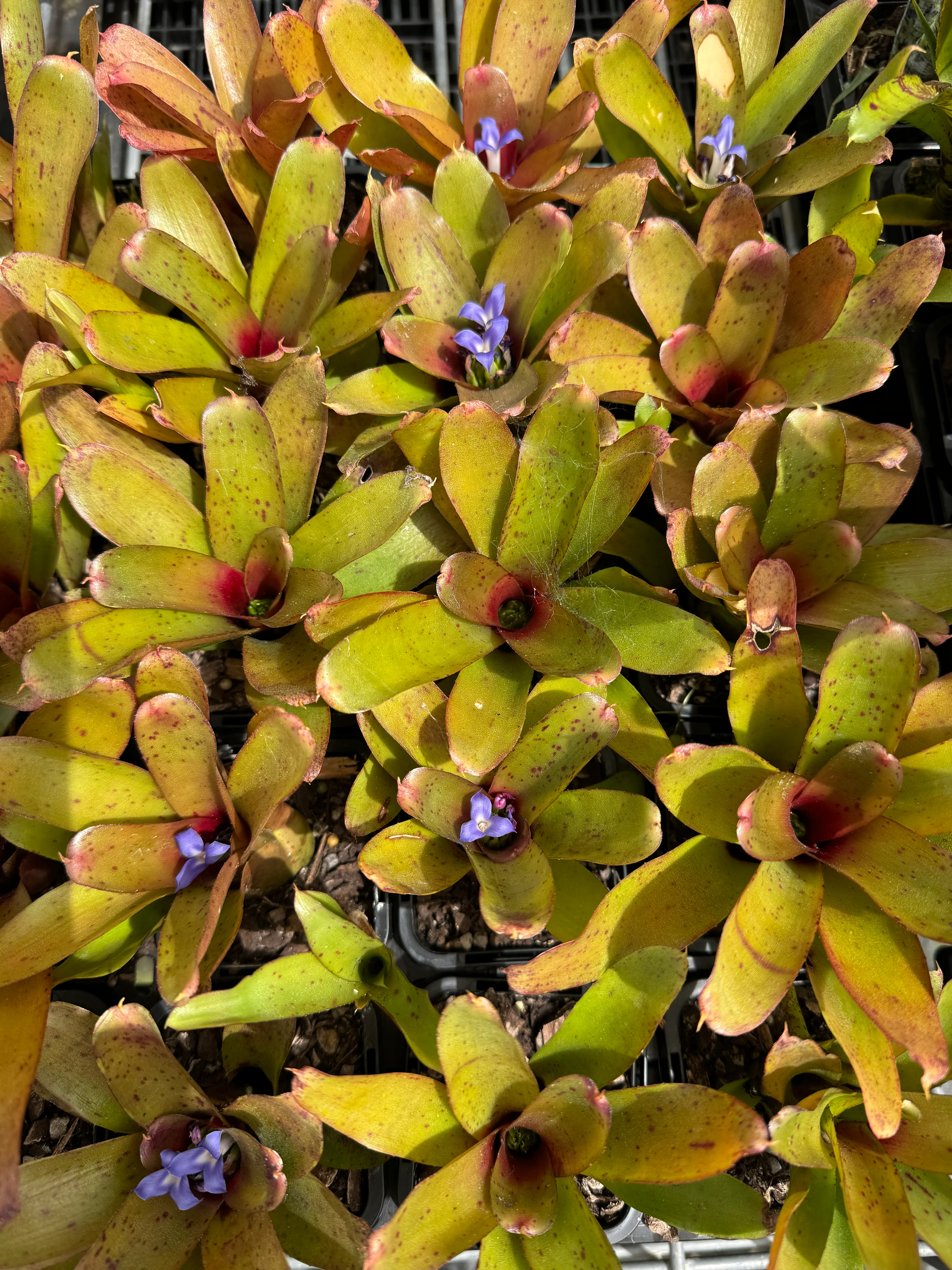 Neoregelia Tiny Tot 'Chiquita Linda' Mini Hybrid Bromeliad - Image 3