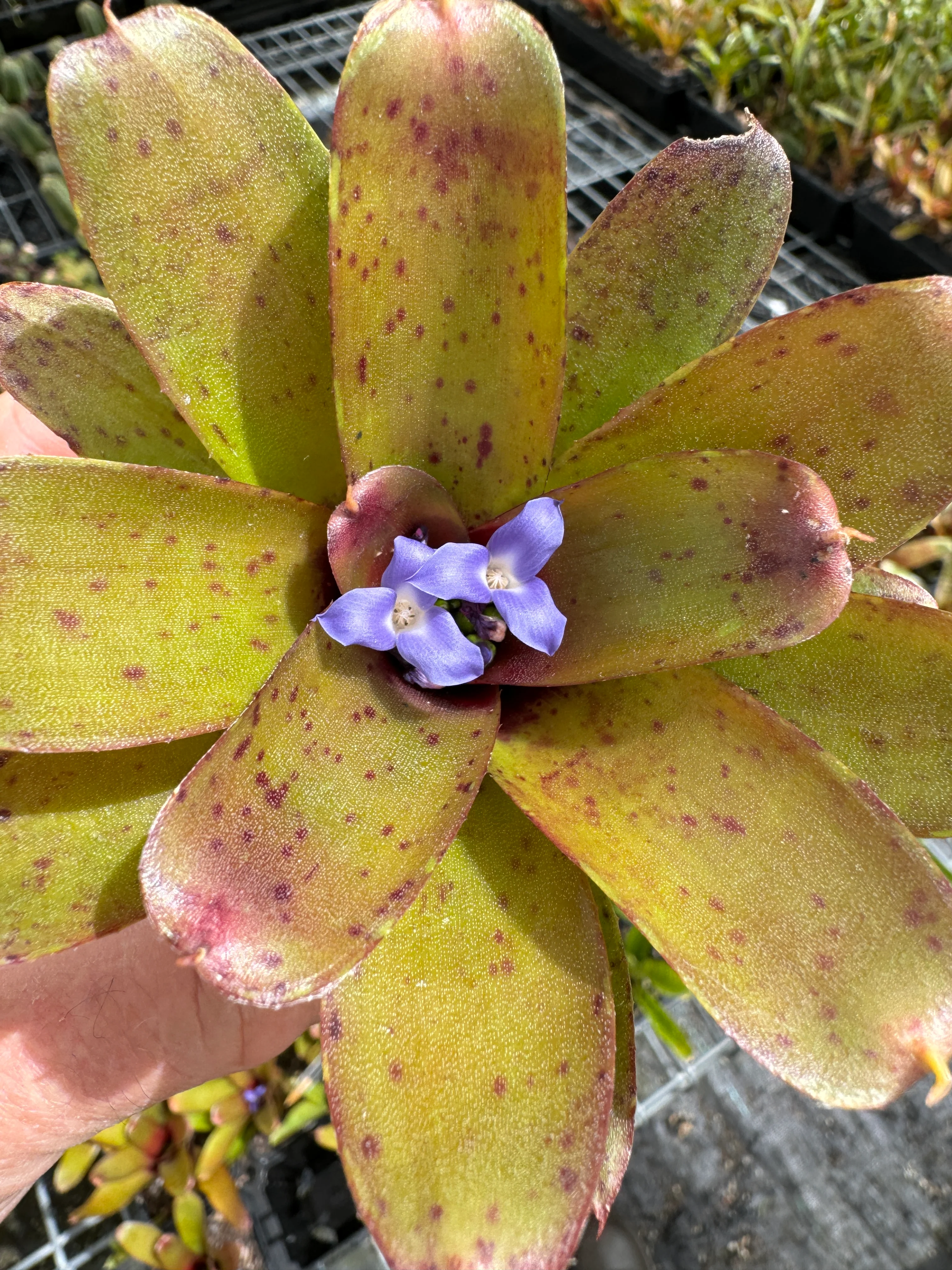 Neoregelia Tiny Tot 'Chiquita Linda' Mini Hybrid Bromeliad - Image 4