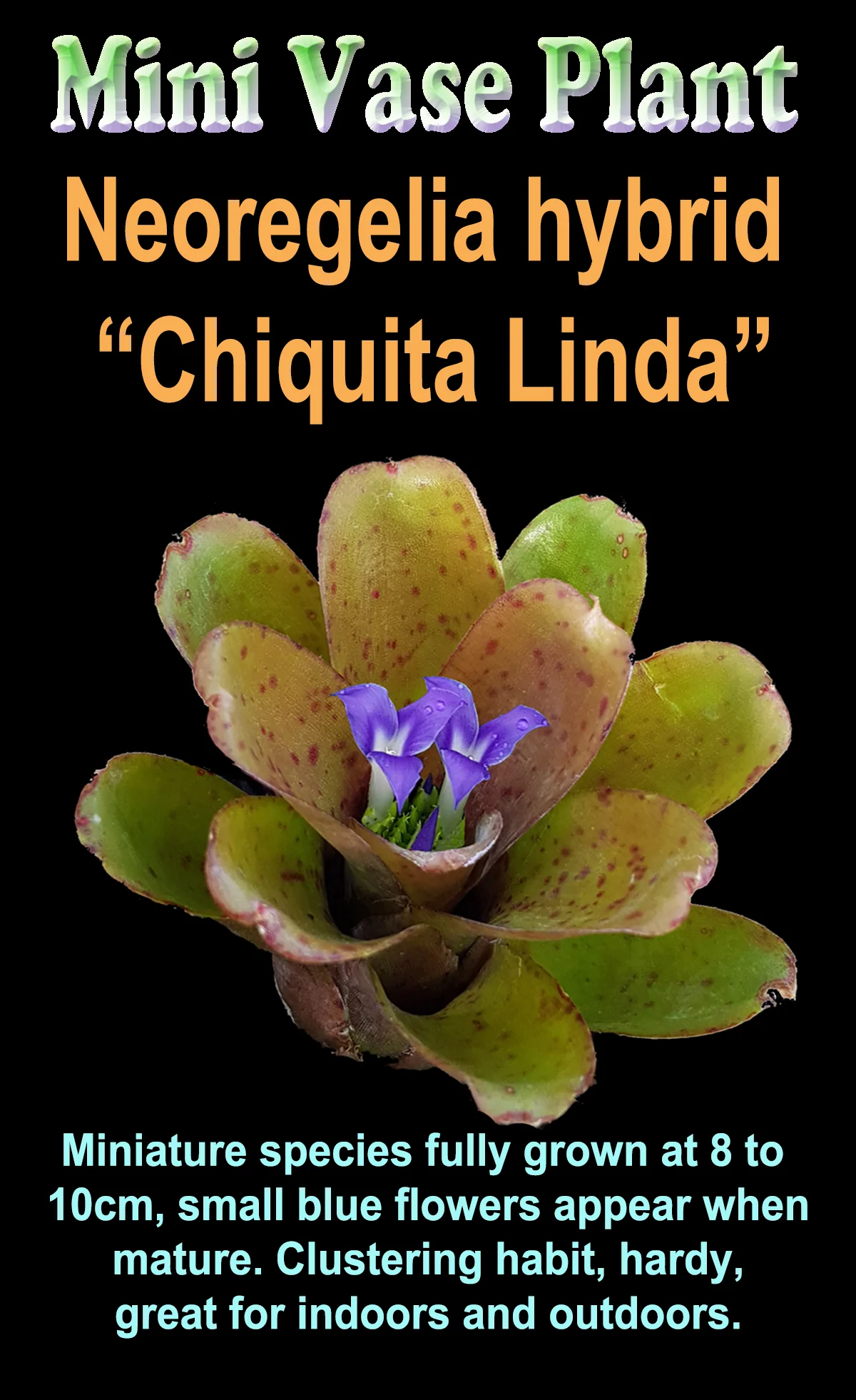 Neoregelia Tiny Tot 'Chiquita Linda' Mini Hybrid Bromeliad - Image 5