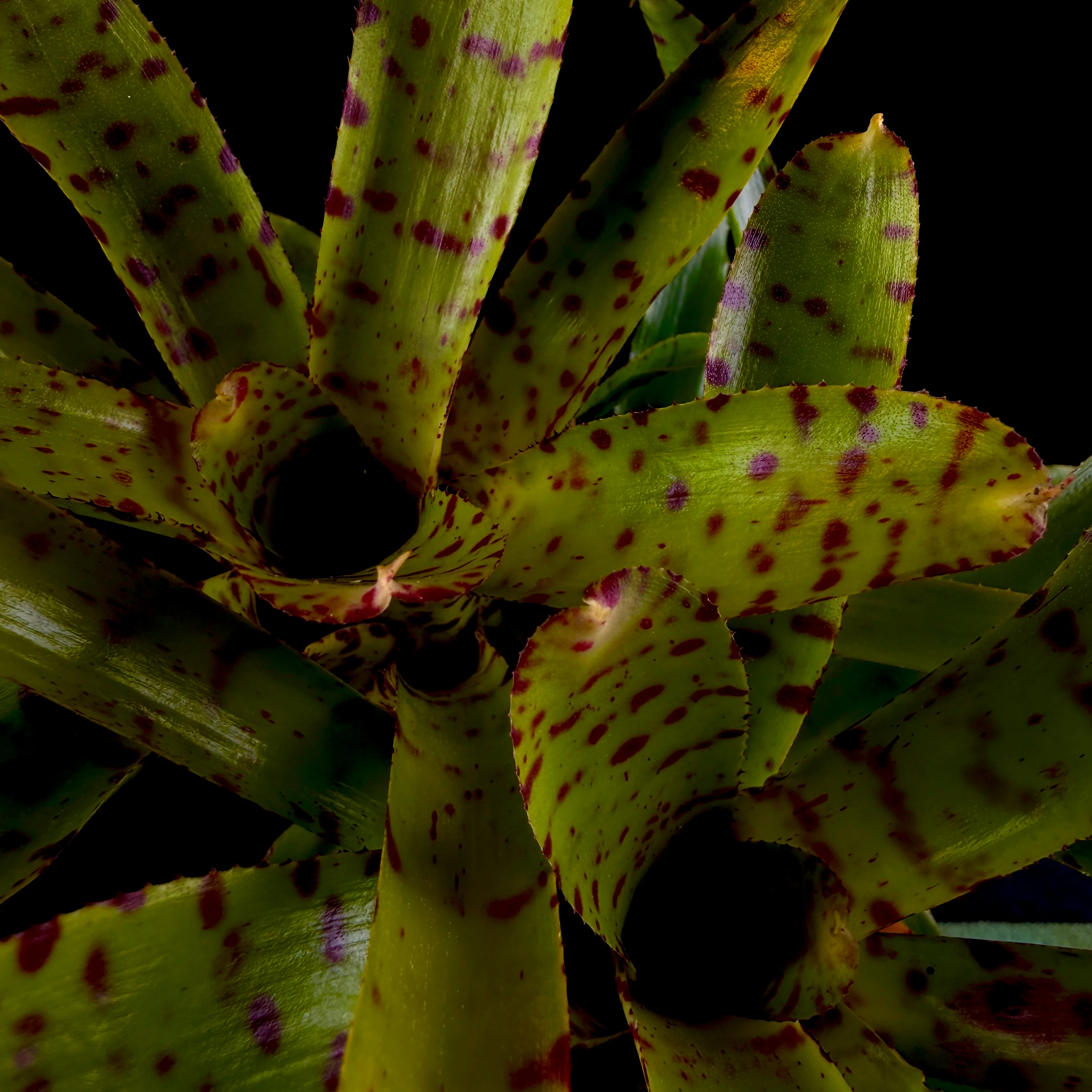 Neoregelia Tiny Tot ‘Green Red Spotted’ Mini Hybrid Bromeliad
