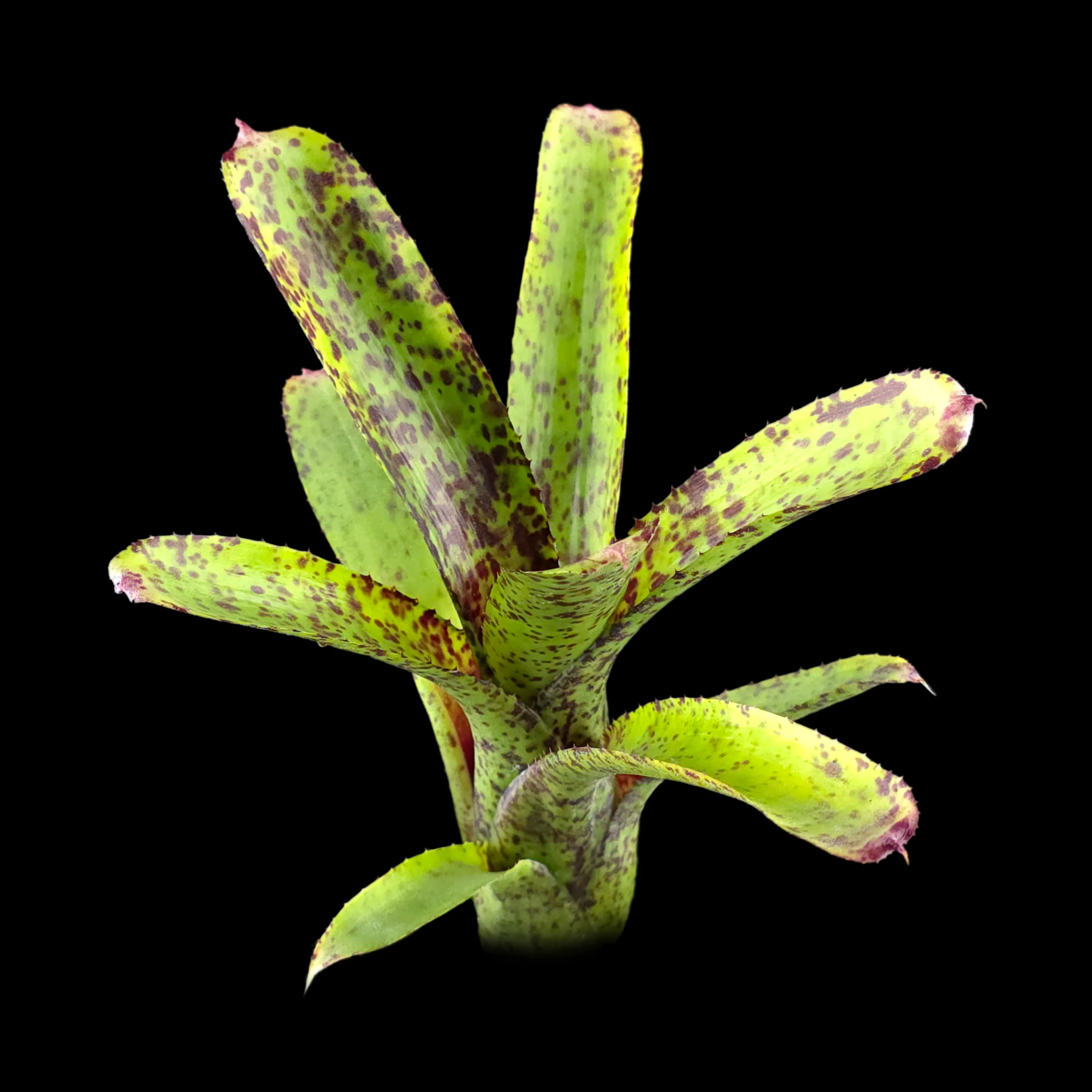 Neoregelia Tiny Tot ‘Green Red Spotted’ Mini Hybrid Bromeliad - Image 2