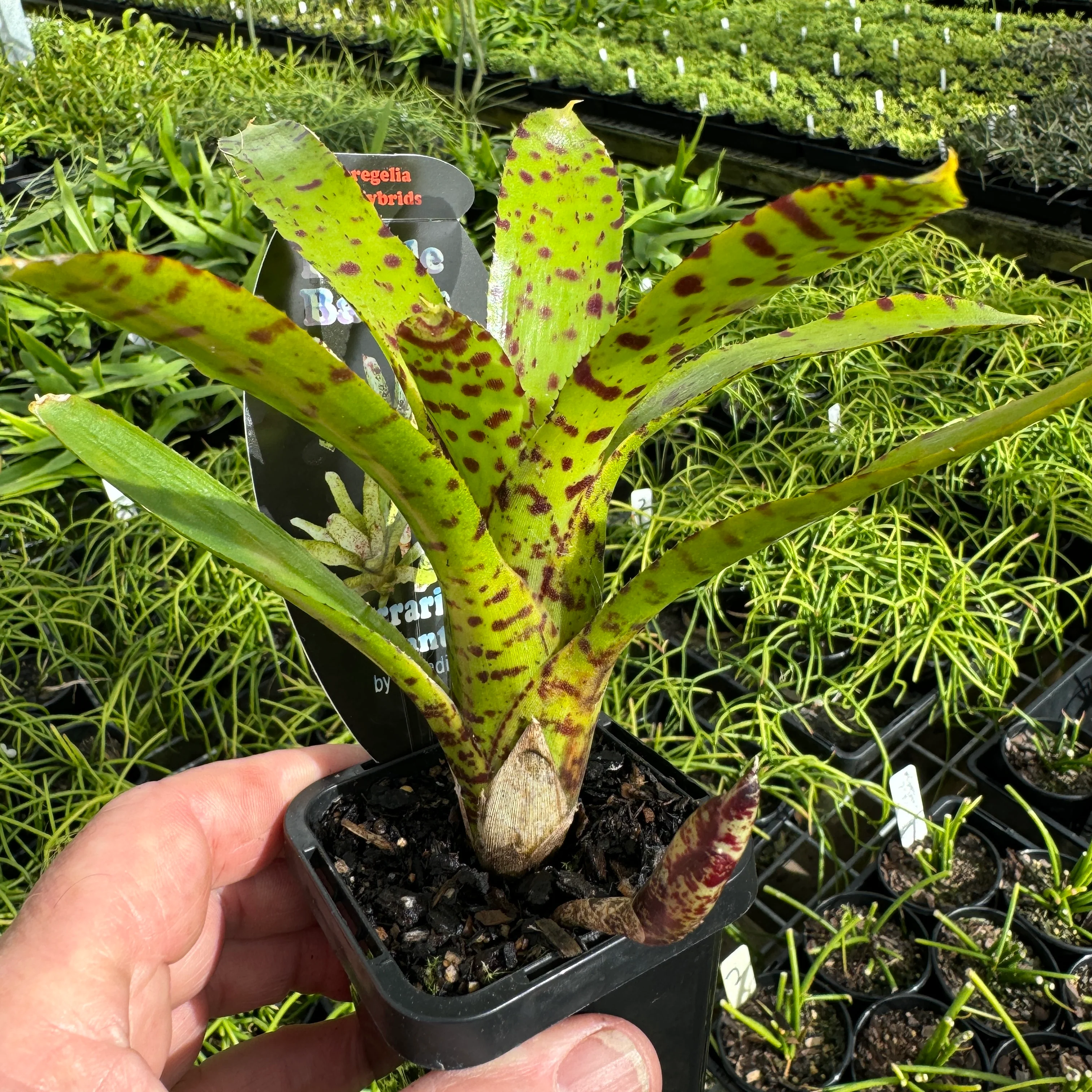 Neoregelia Tiny Tot ‘Green Red Spotted’ Mini Hybrid Bromeliad - Image 3