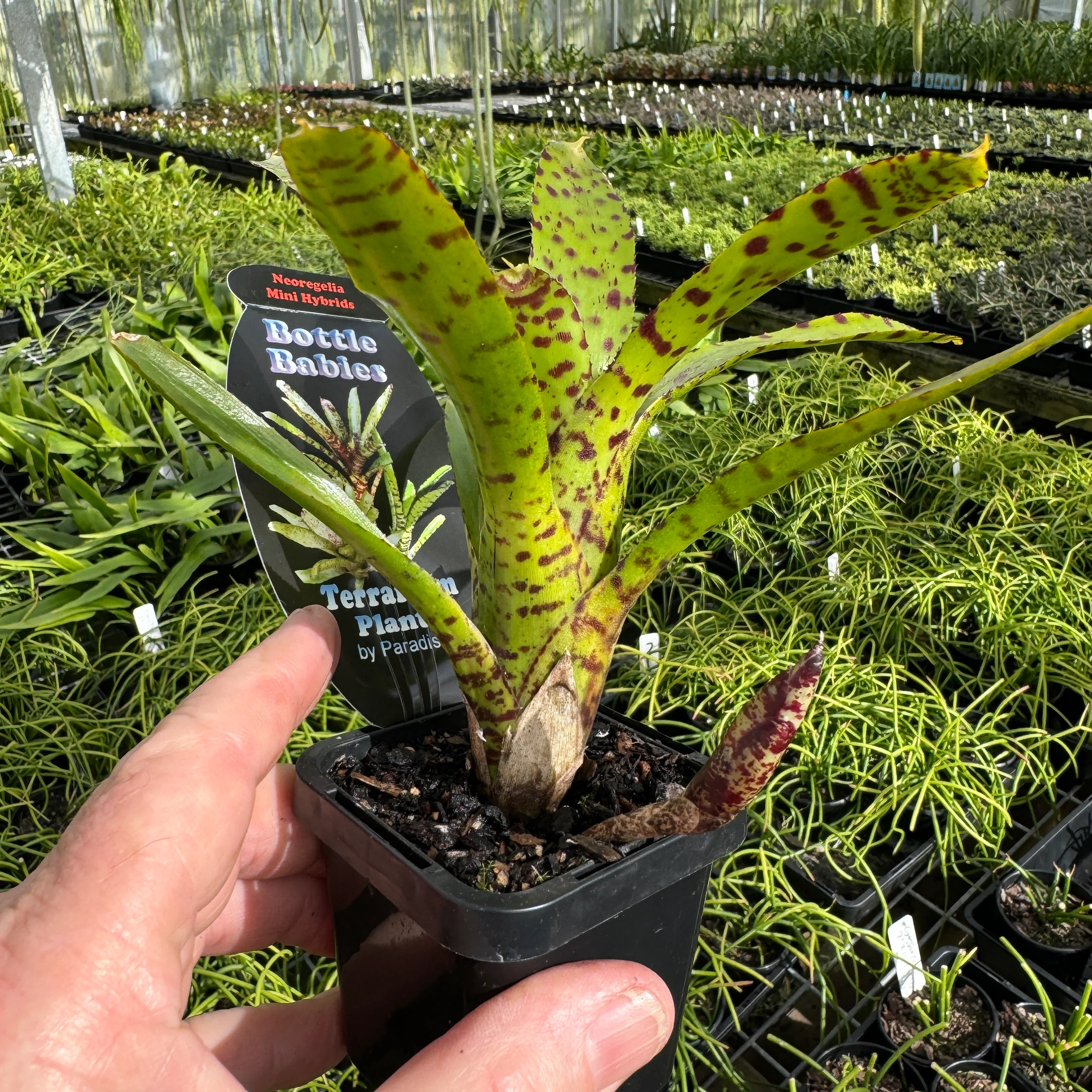 Neoregelia Tiny Tot ‘Green Red Spotted’ Mini Hybrid Bromeliad - Image 4