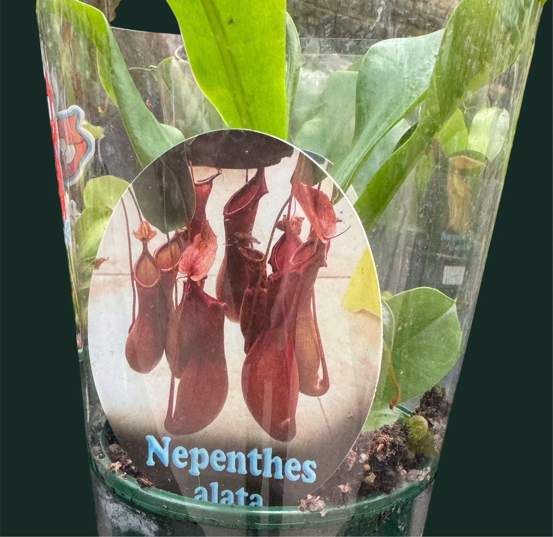 Nepenthes alata - Winged Pitcher Plant - Image 3